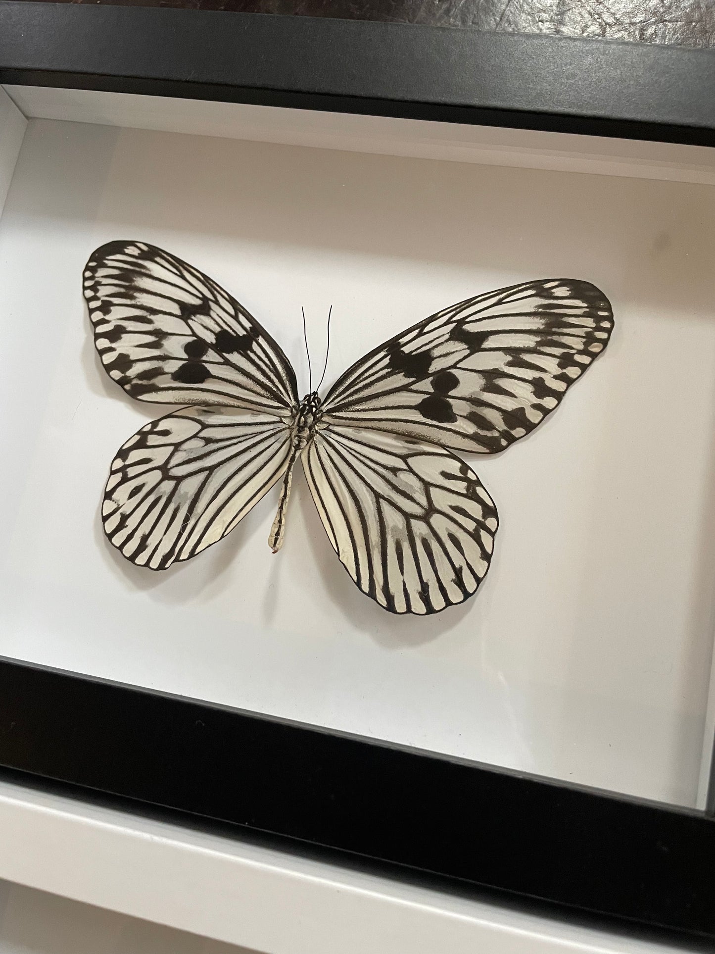 Paperwing Butterfly