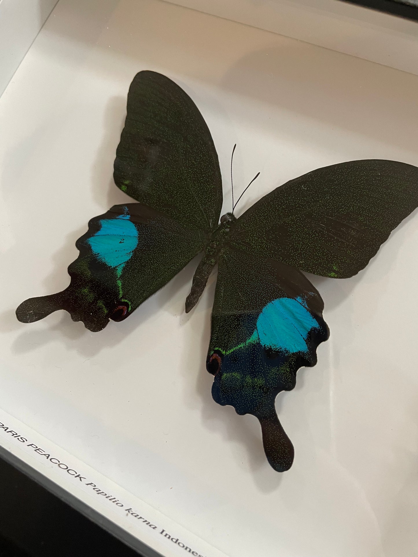 Paris Peacock Butterfly