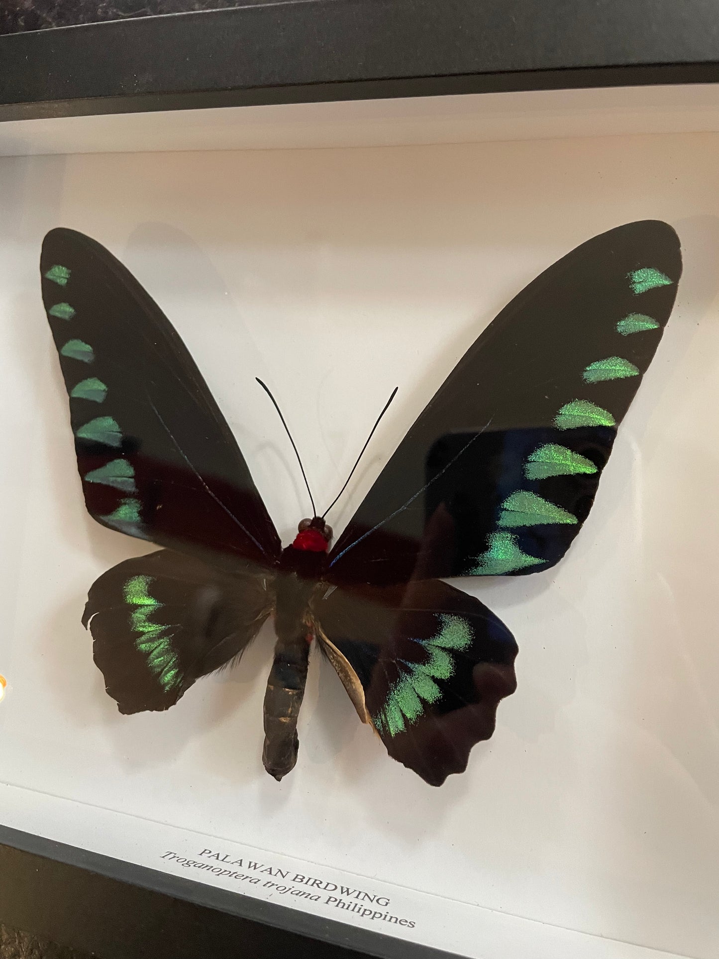 Palawan Birdwing Butterfly