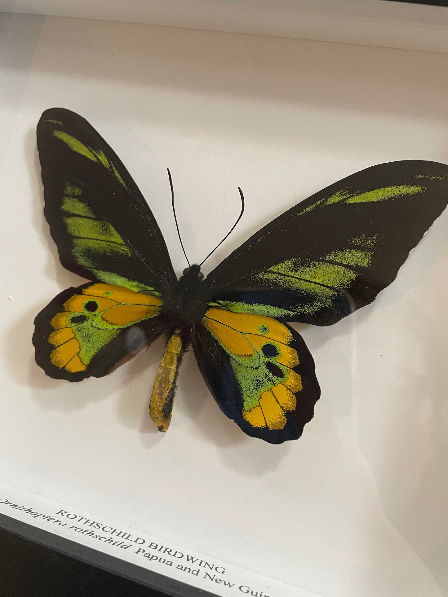 Rothschild Birdwing Butterfly