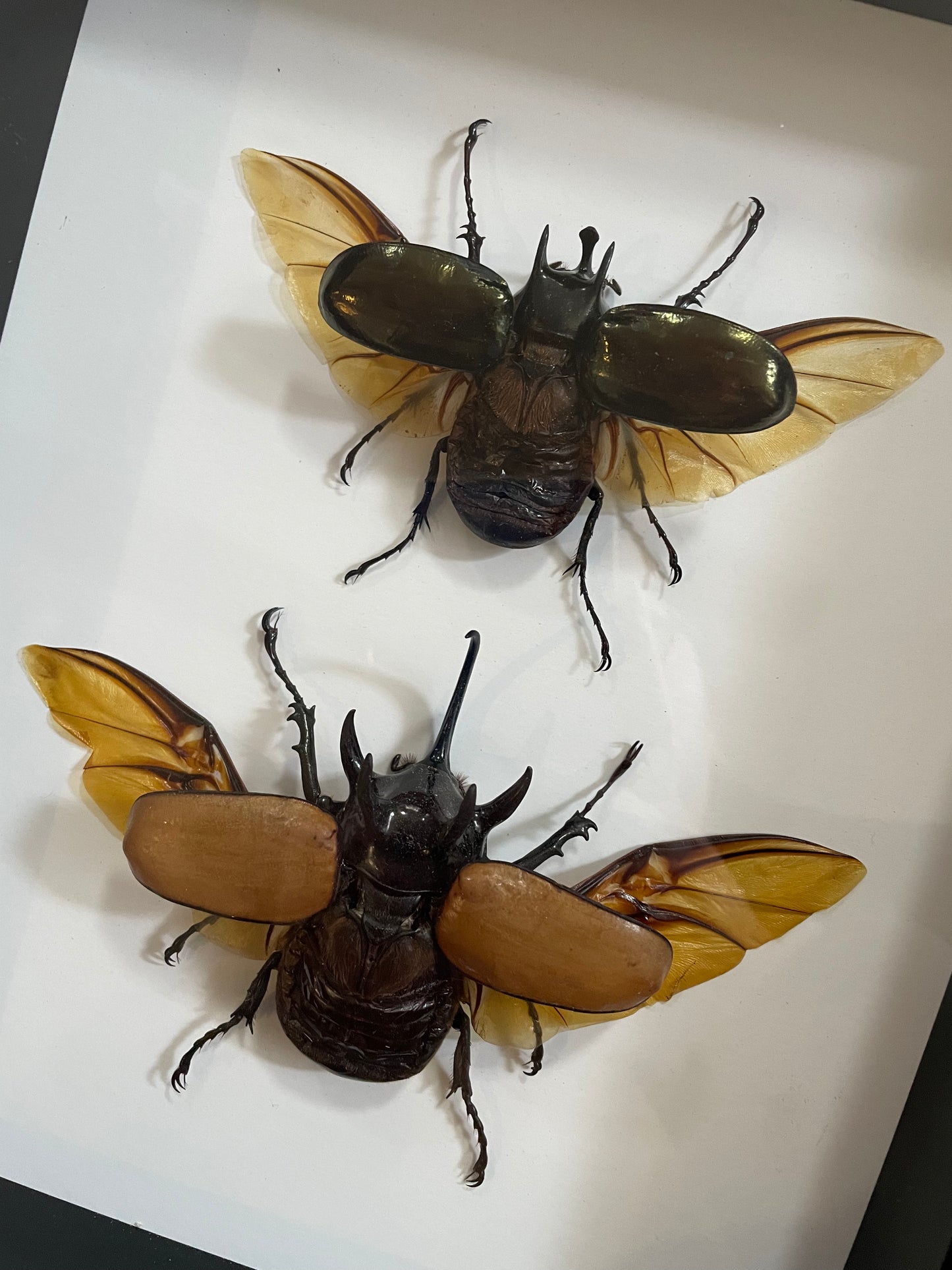 Rhinoceros Beetles