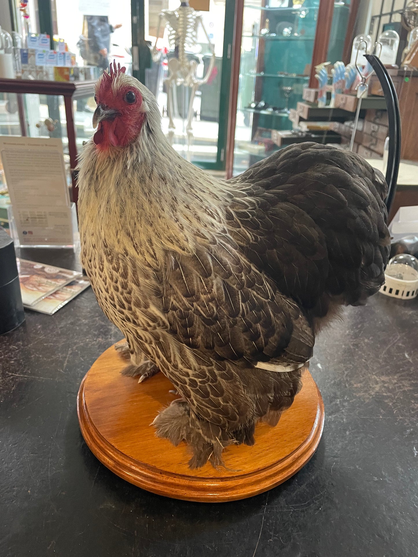 Taxidermy Chickens