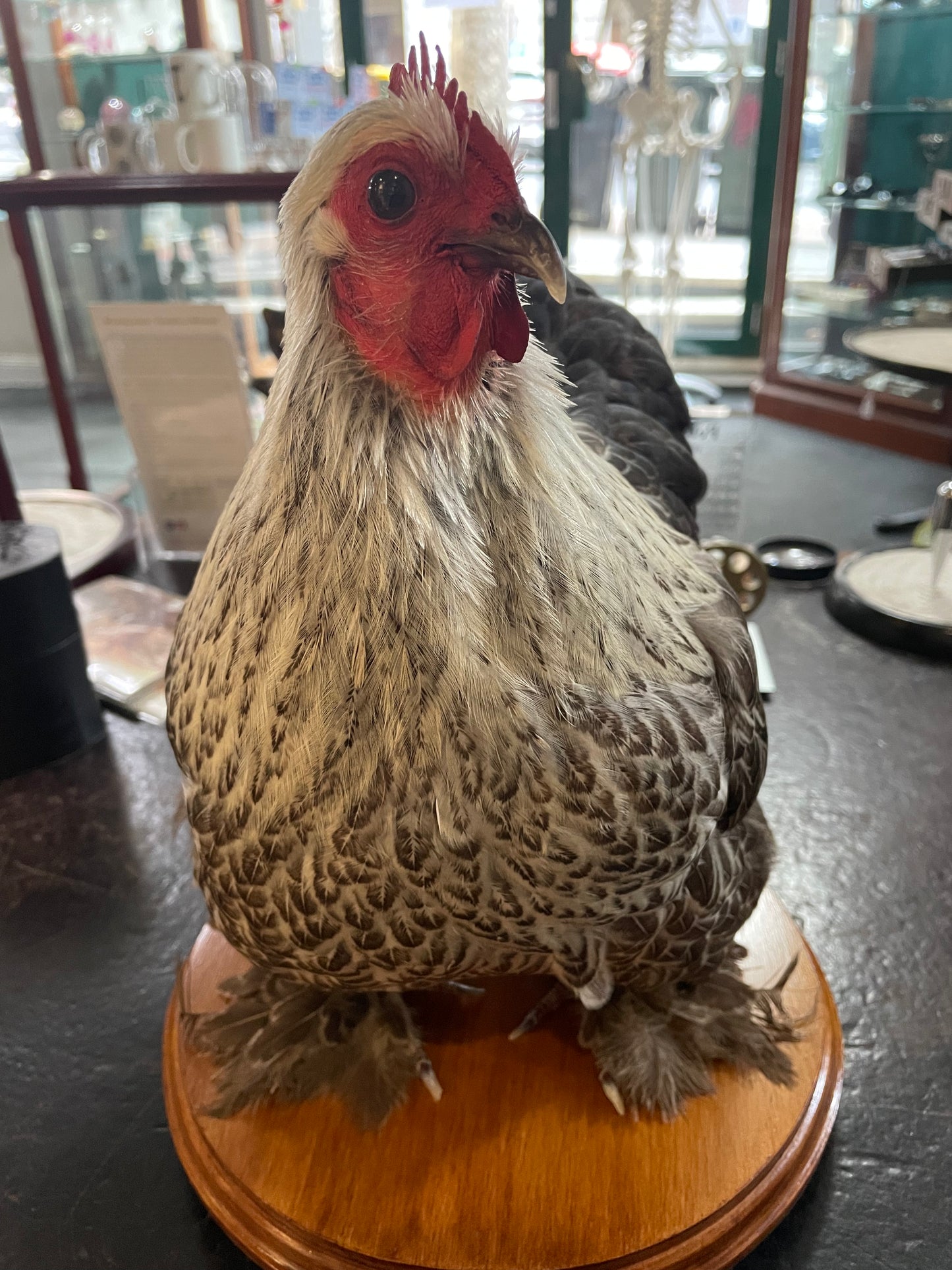 Taxidermy Chickens