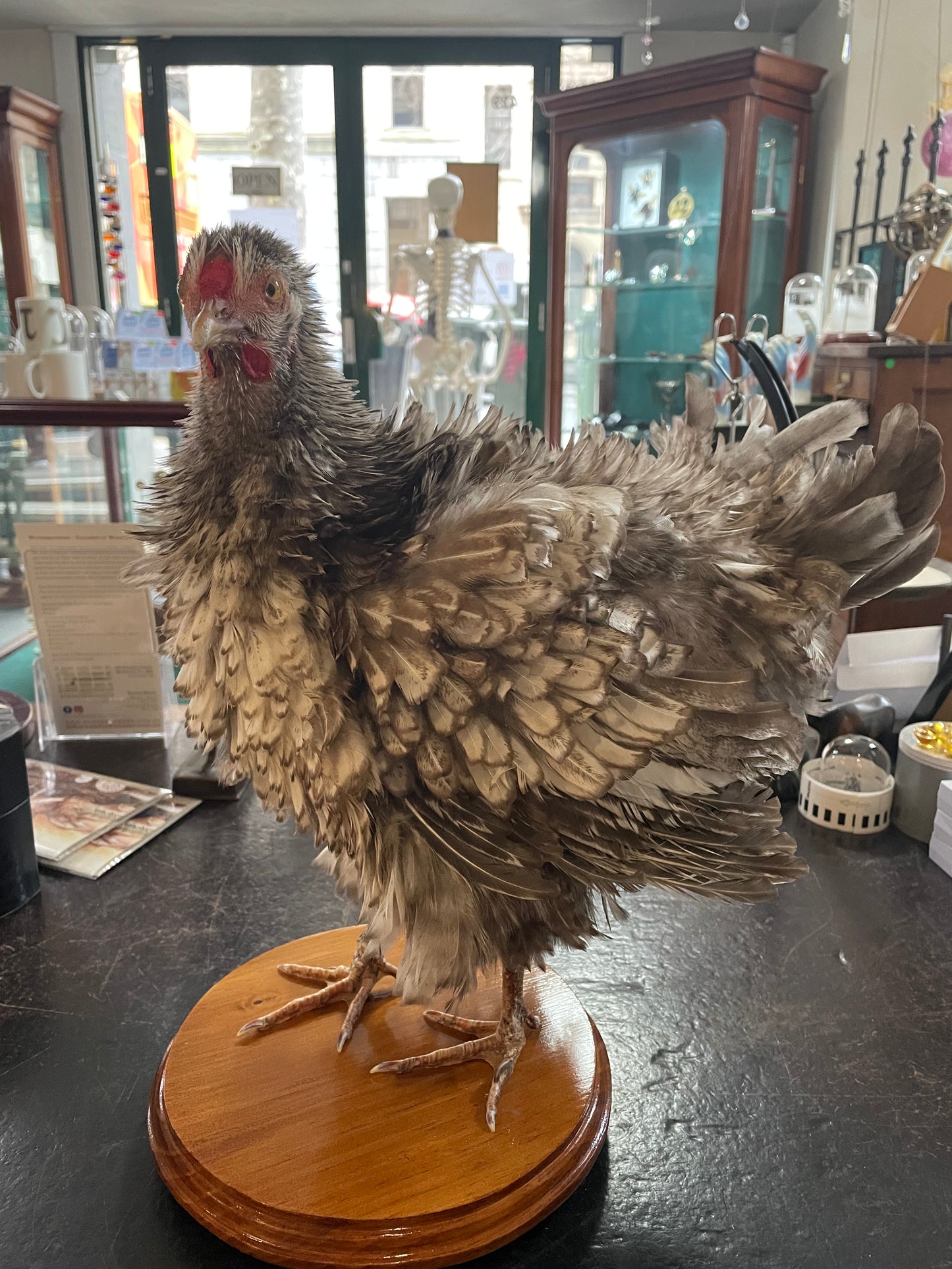 Taxidermy Chickens