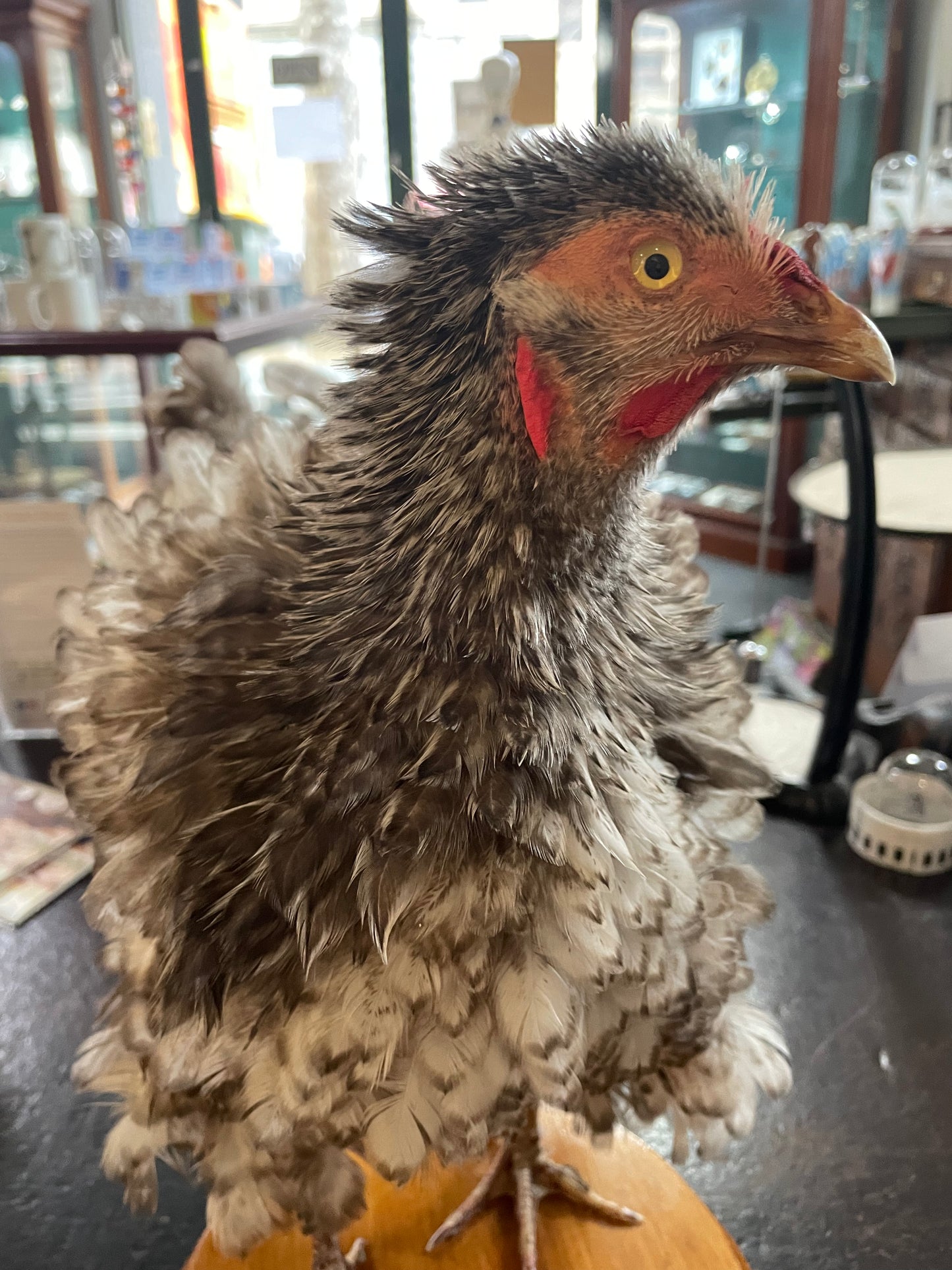 Taxidermy Chickens