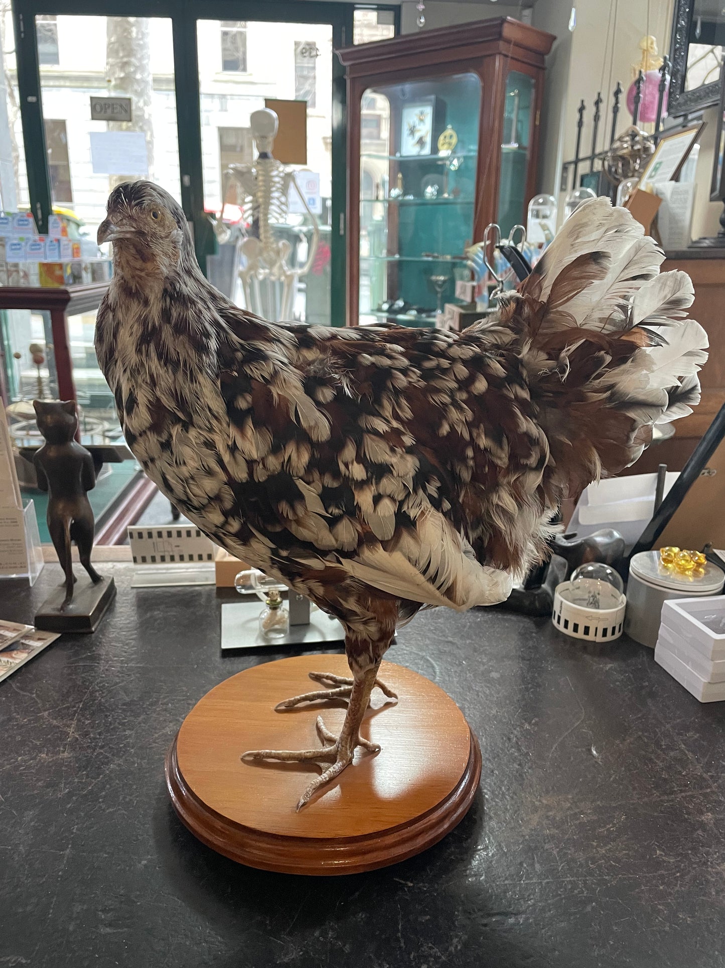 Taxidermy Chickens