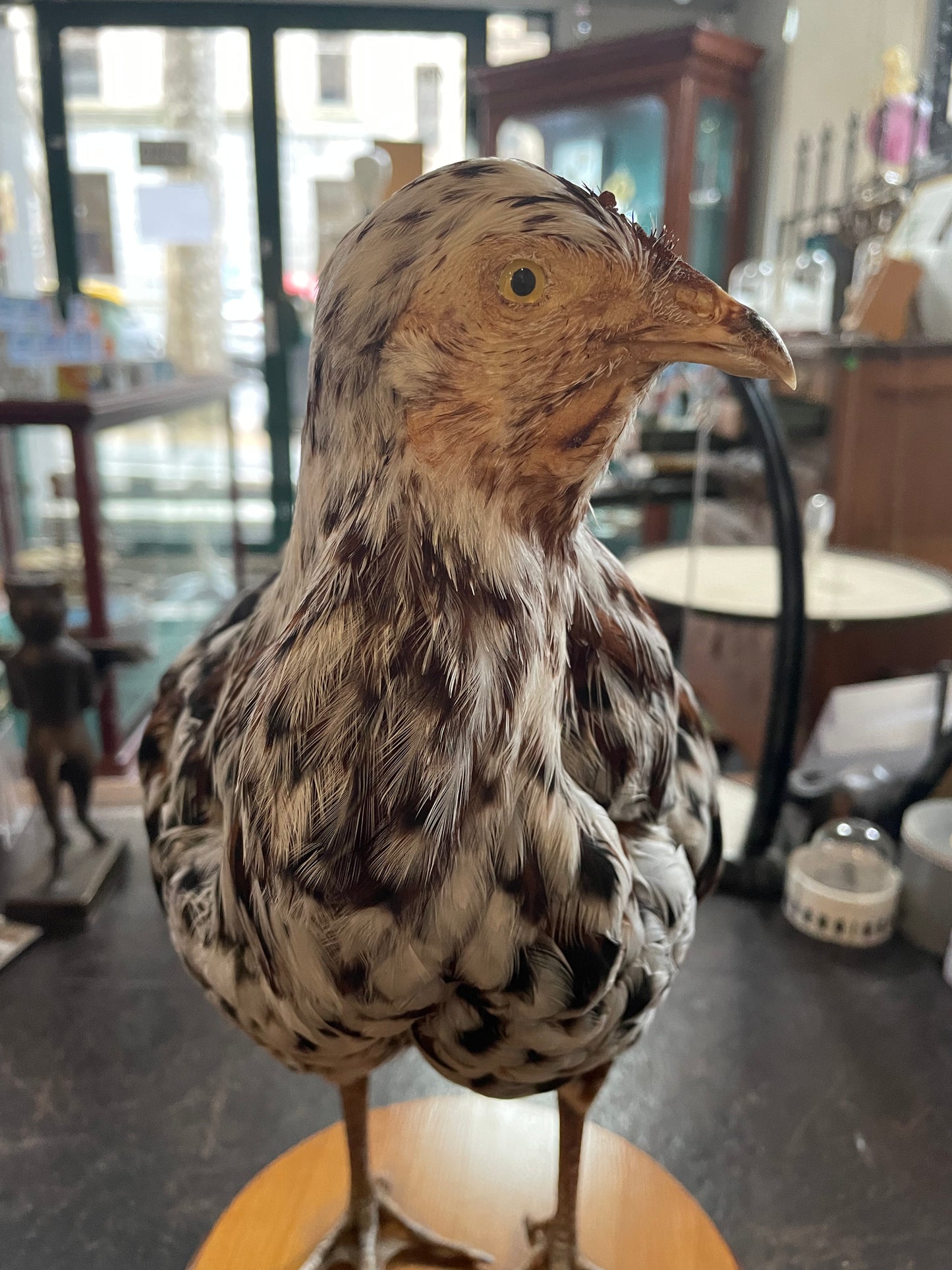 Taxidermy Chickens