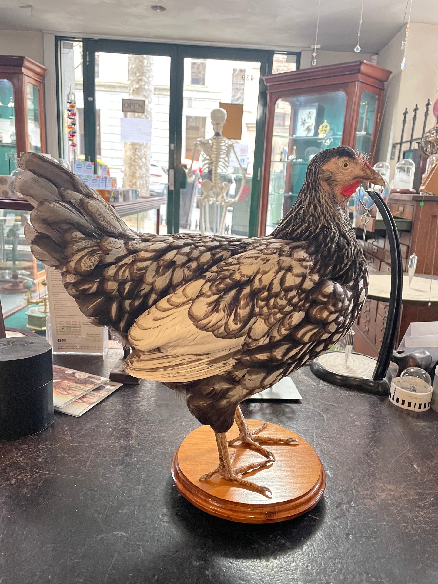 Taxidermy Chickens