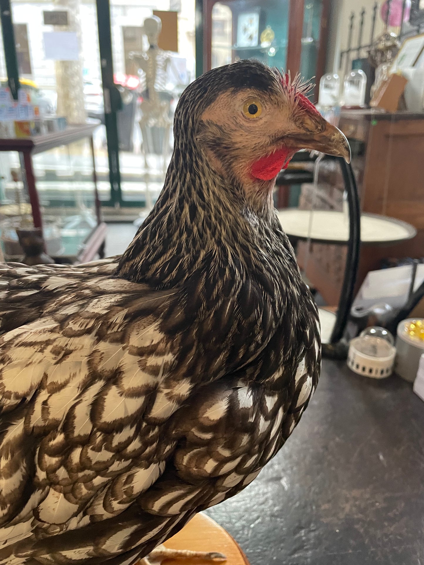 Taxidermy Chickens