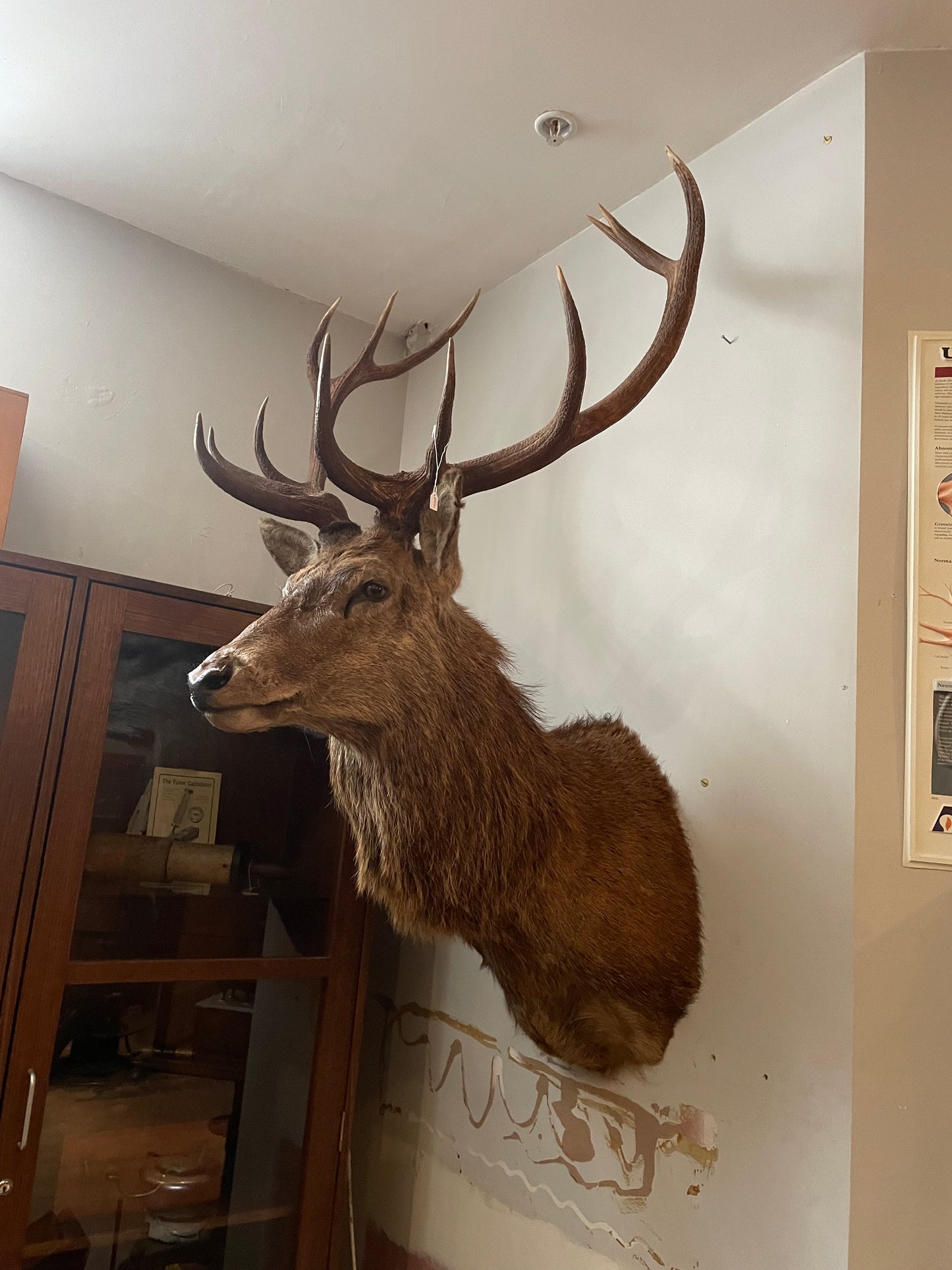 Taxidermy Deer Heads