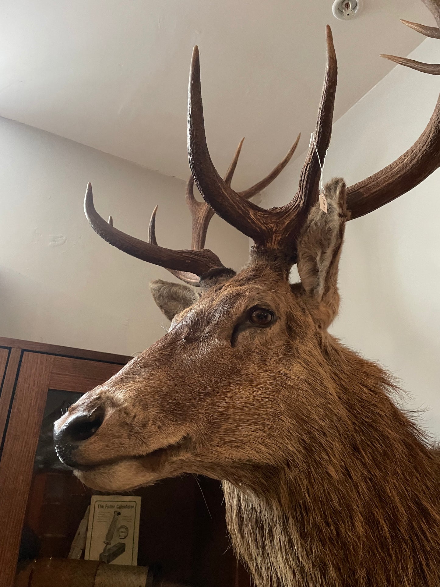 Taxidermy Deer Heads