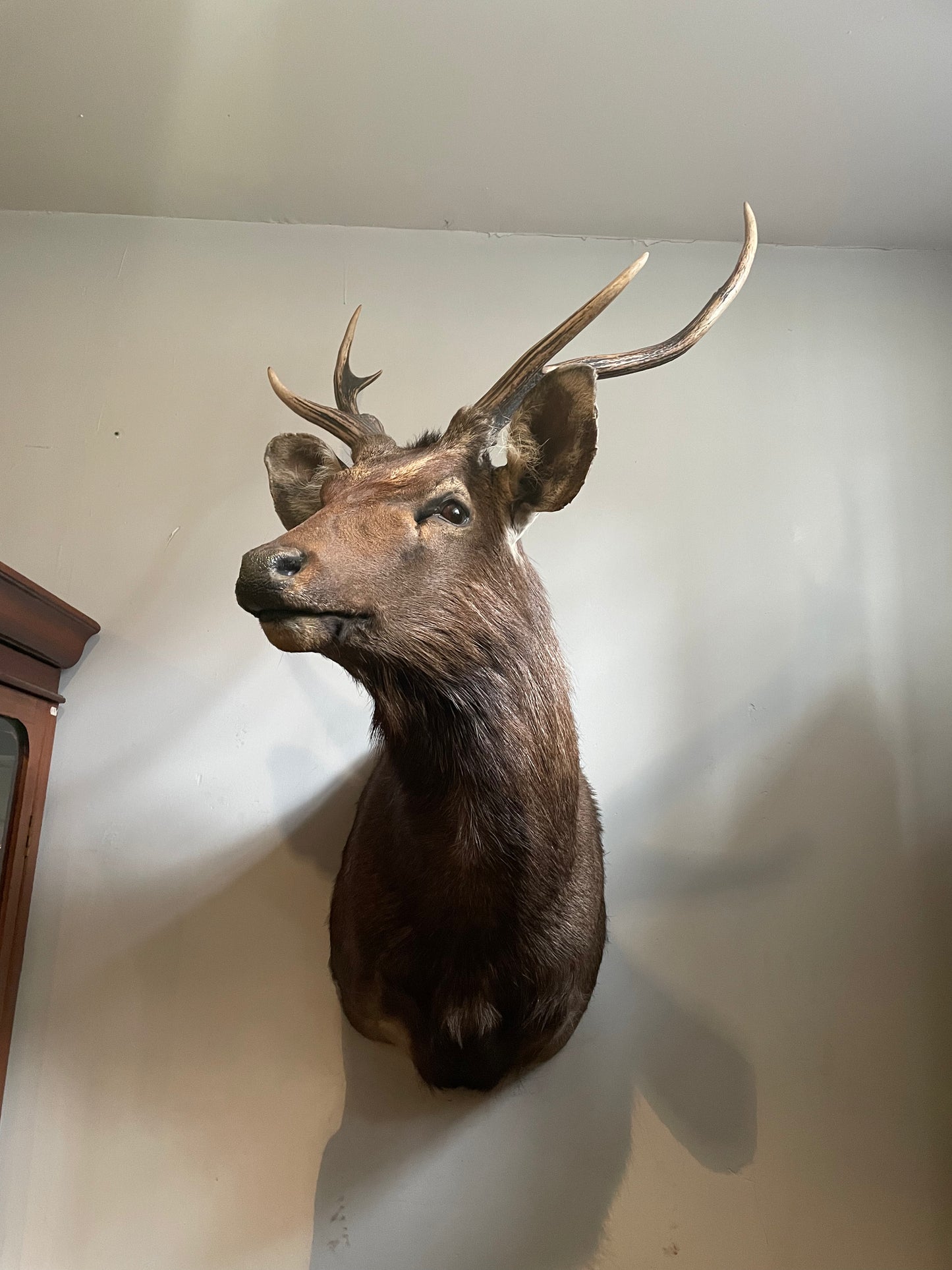 Taxidermy Deer Heads