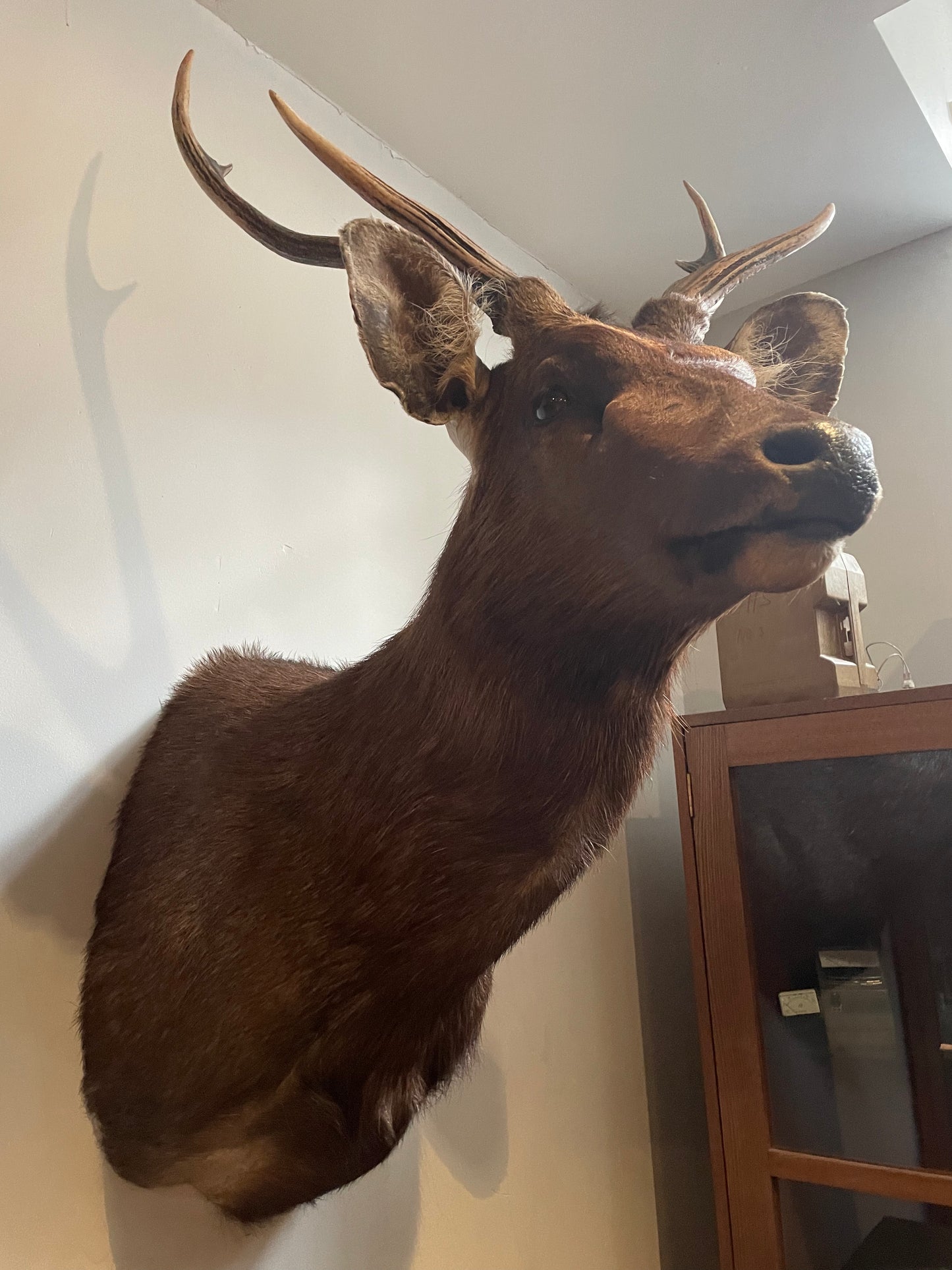 Taxidermy Deer Heads