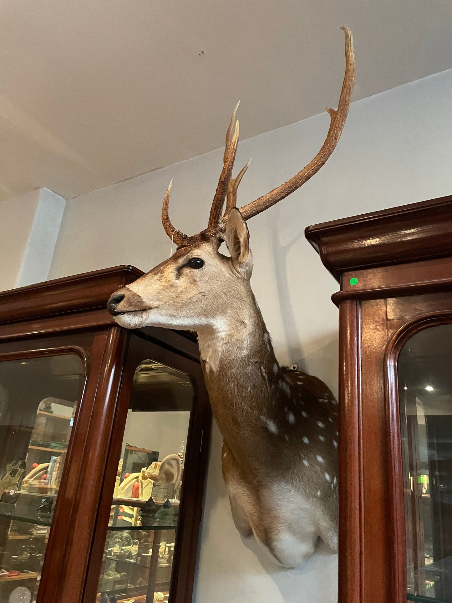 Taxidermy Deer Heads