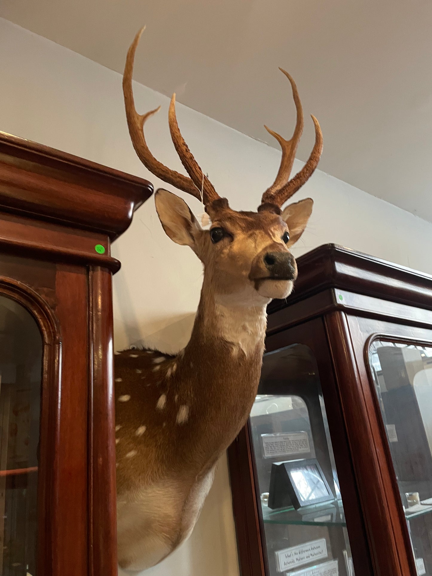 Taxidermy Deer Heads