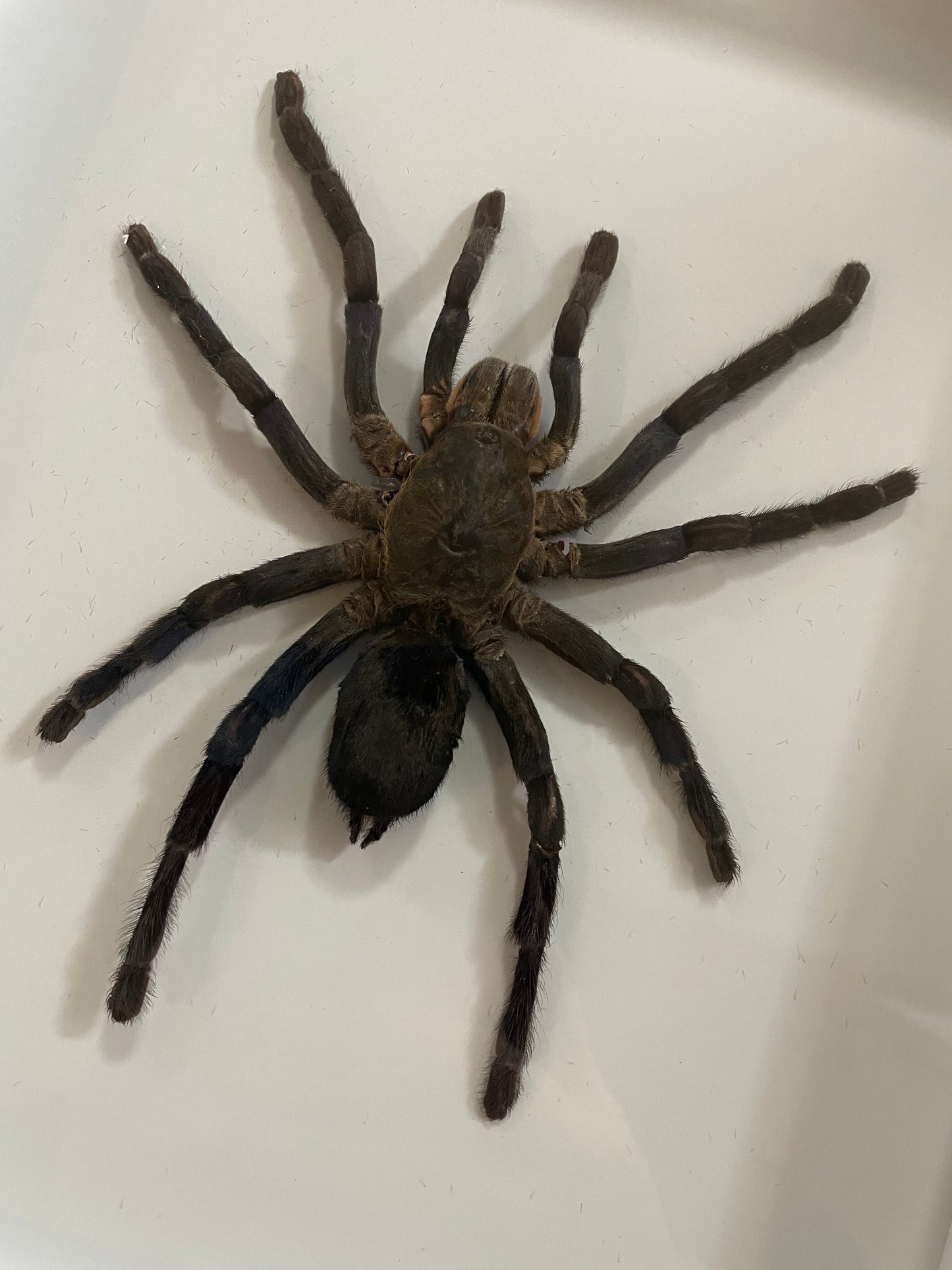Giant Thailand Black Tarantula