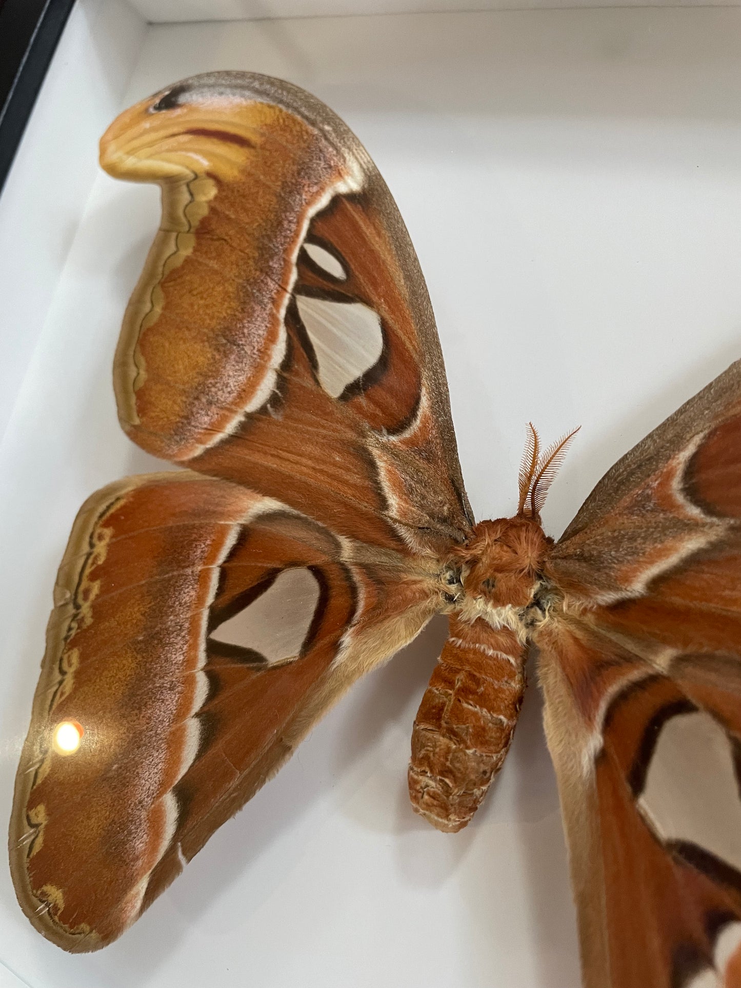 Atlas Moth