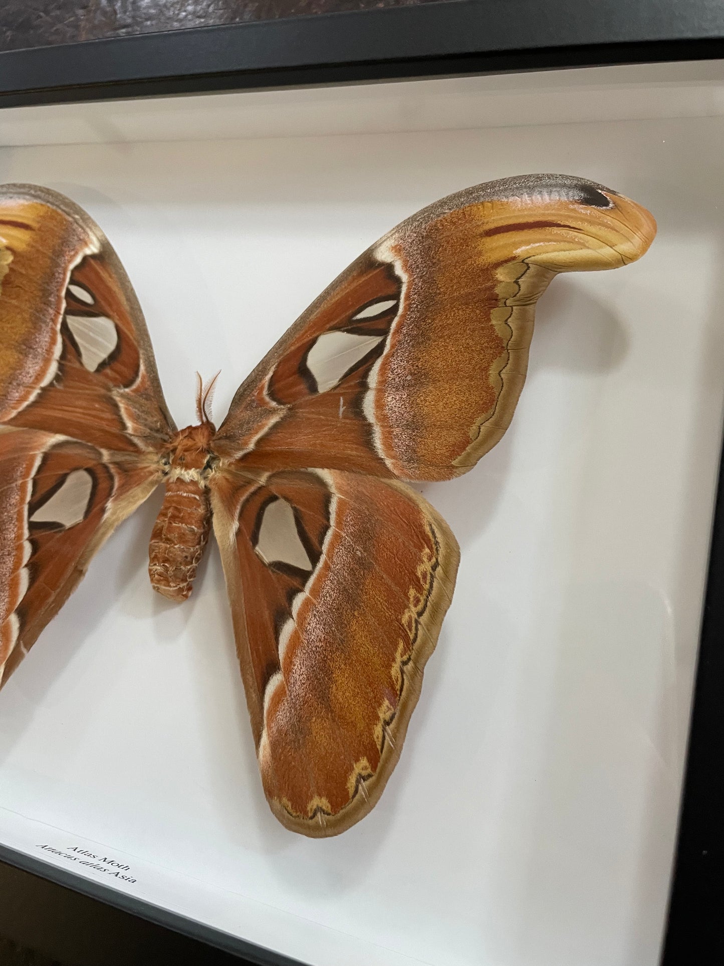 Atlas Moth