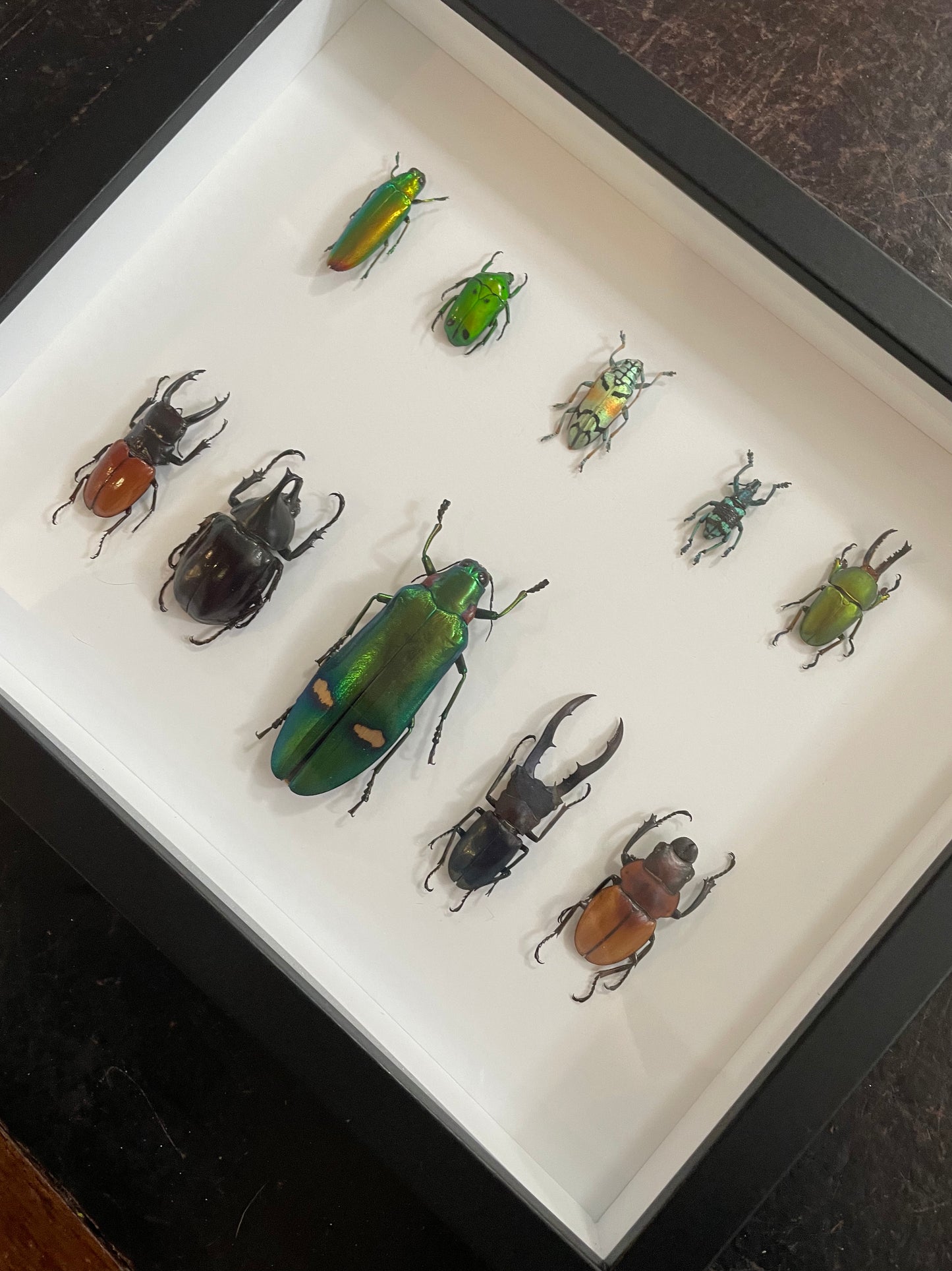 Mixed Beetles