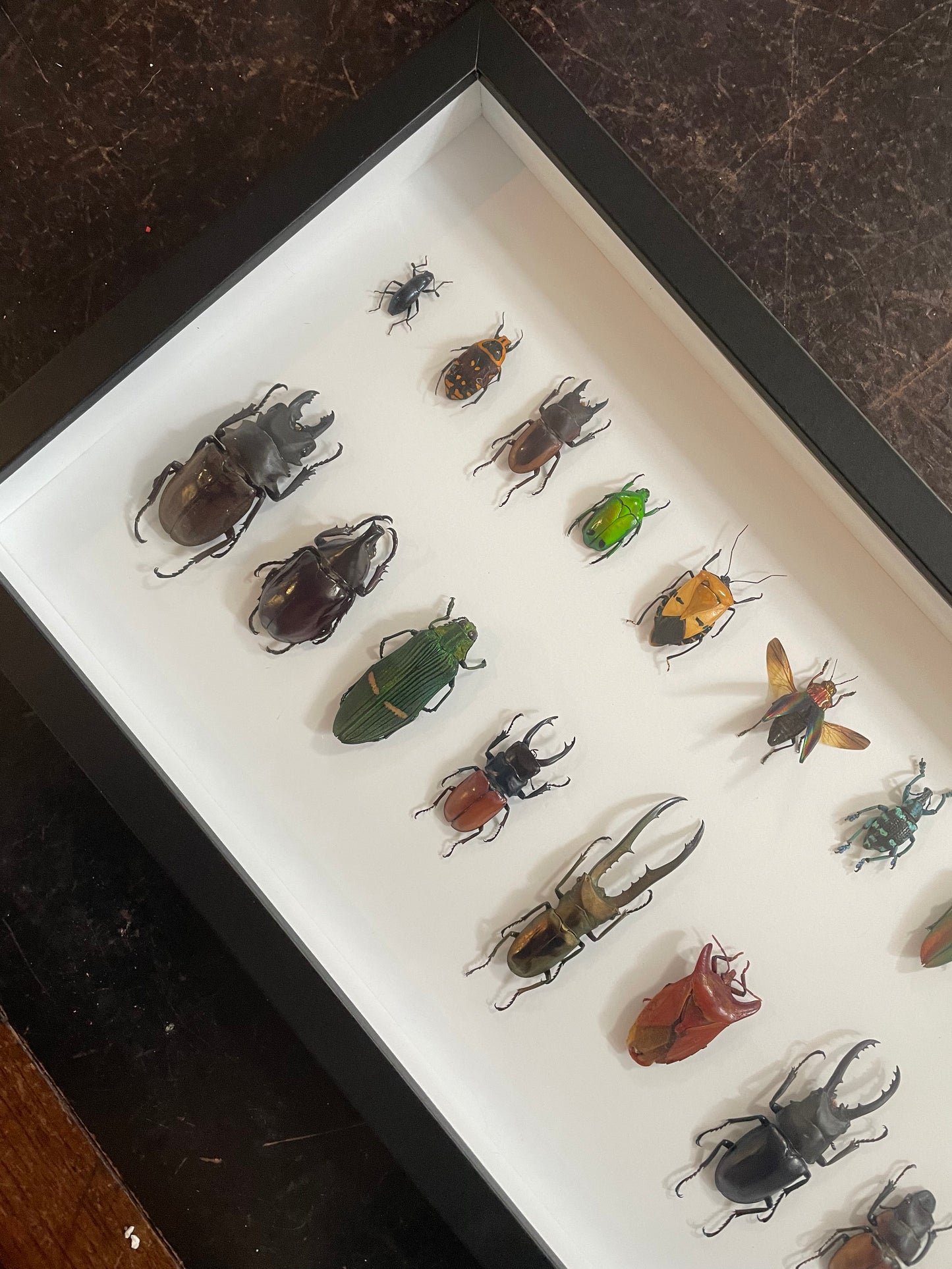 Mixed Beetles