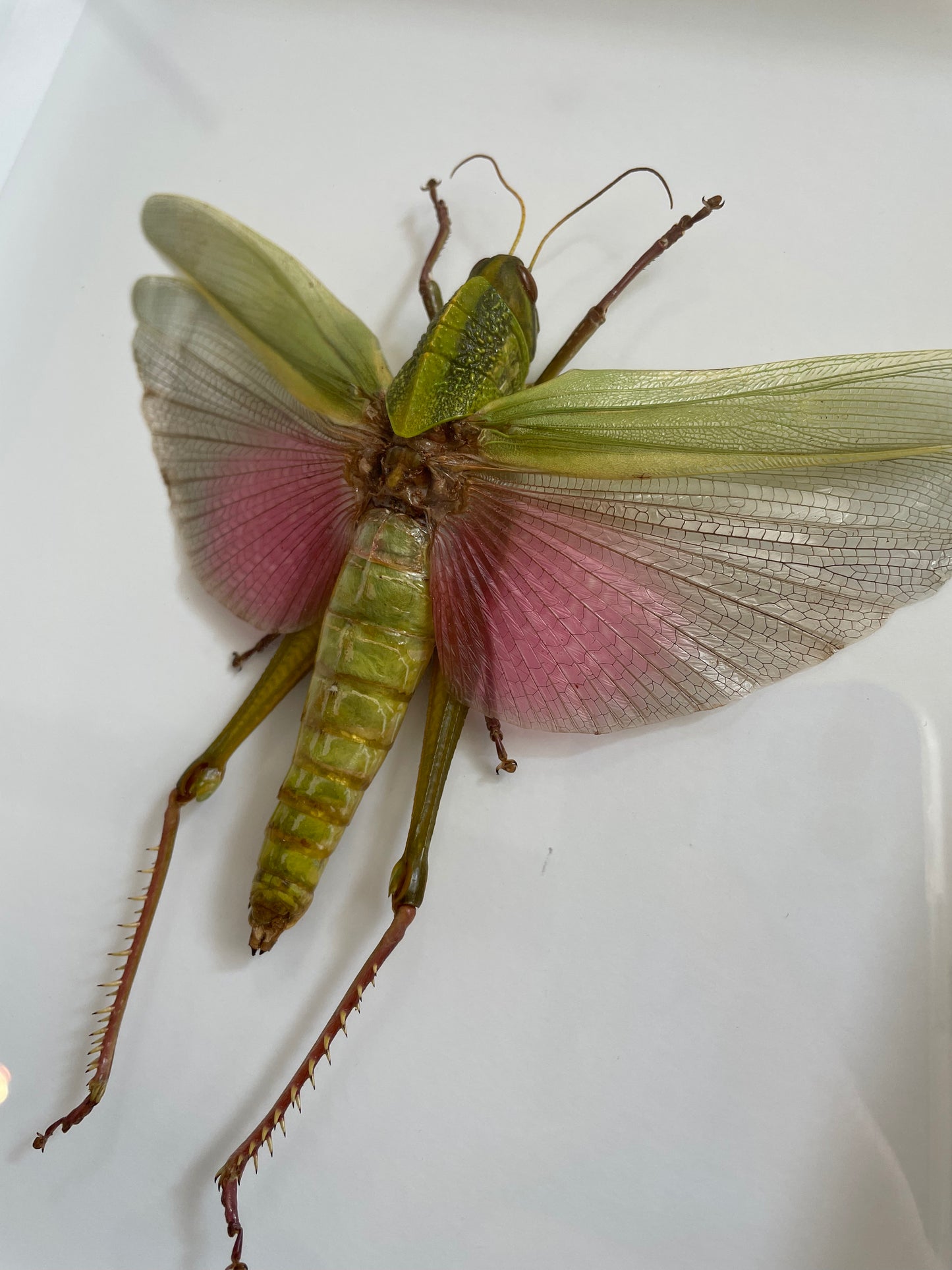 Citrus Locust