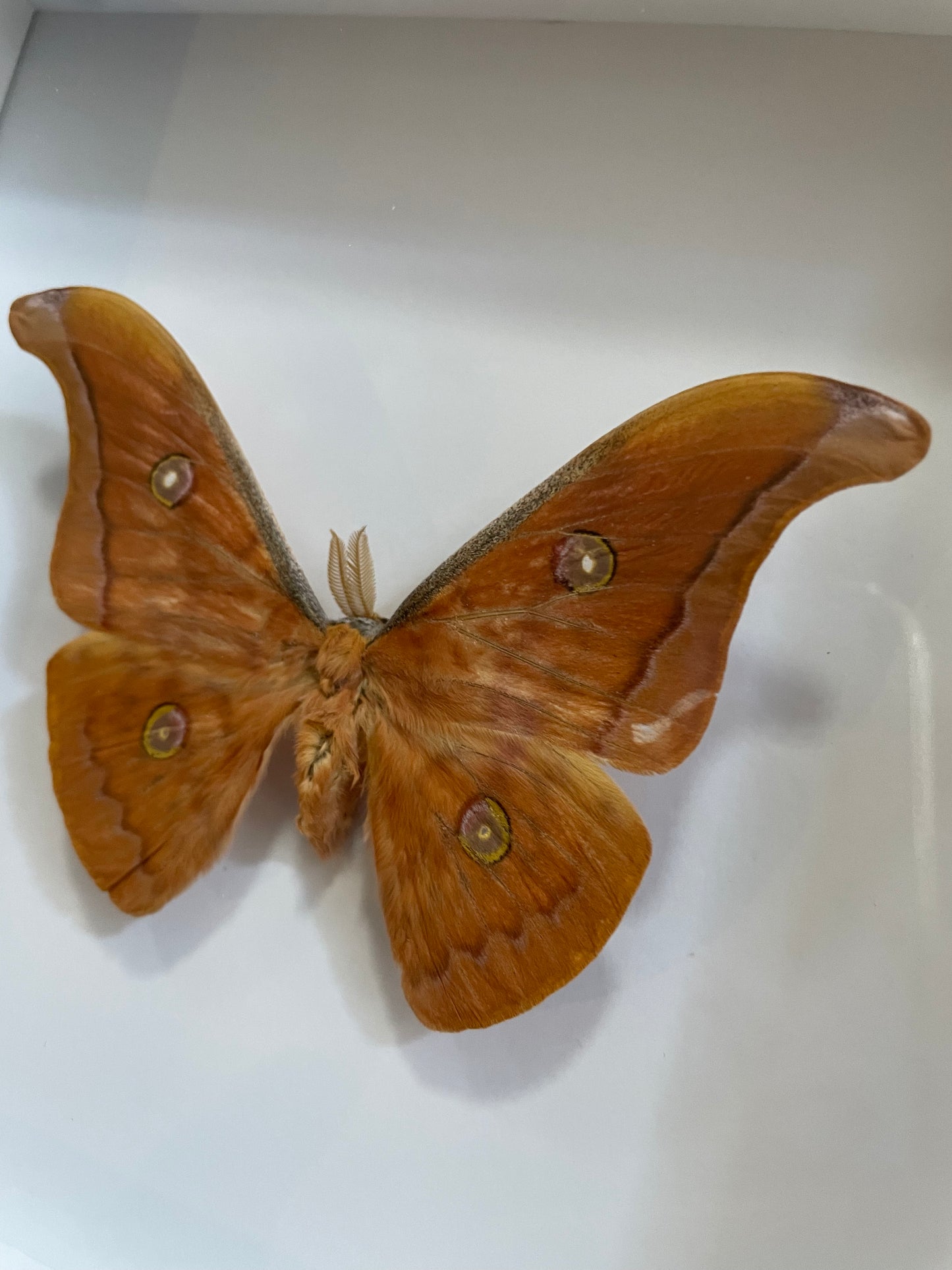 Thai Oak Silkmoth
