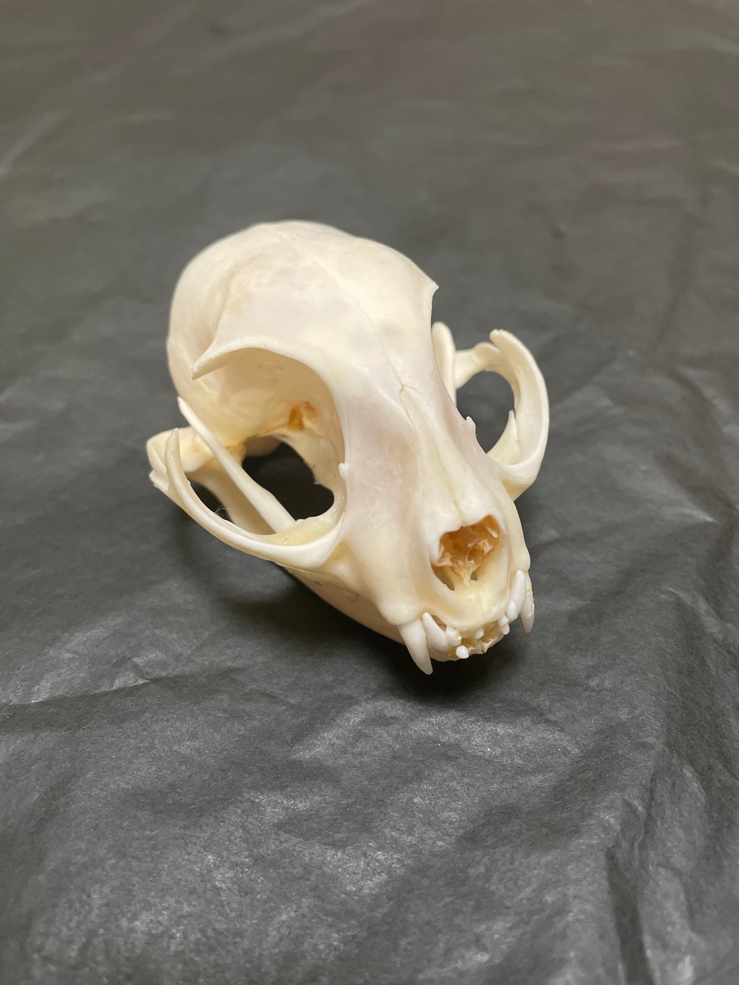 Cat skull