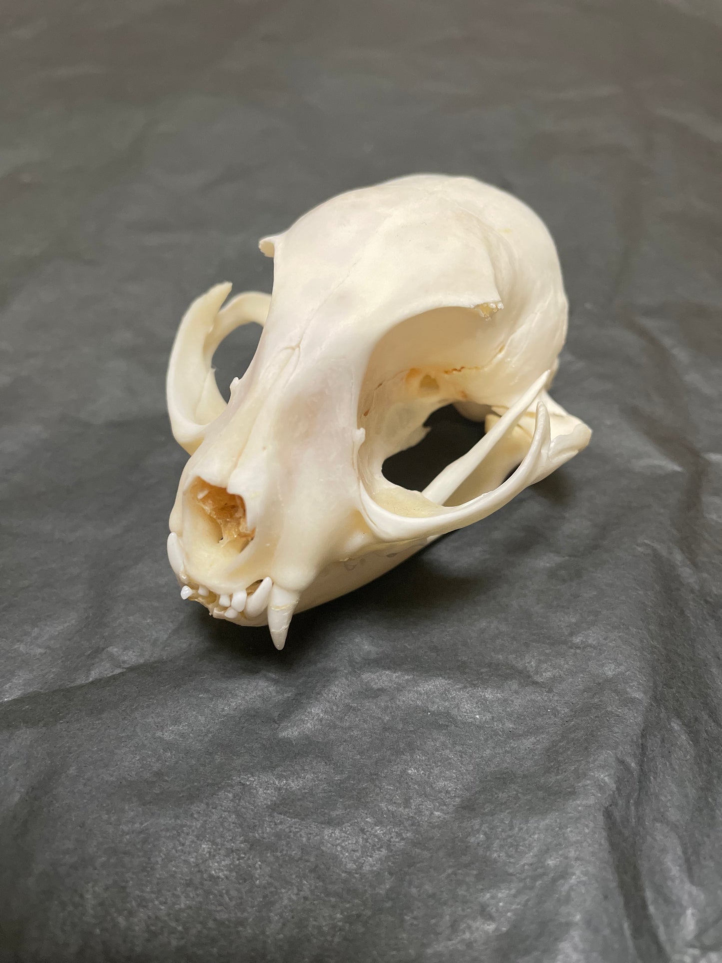 Cat skull