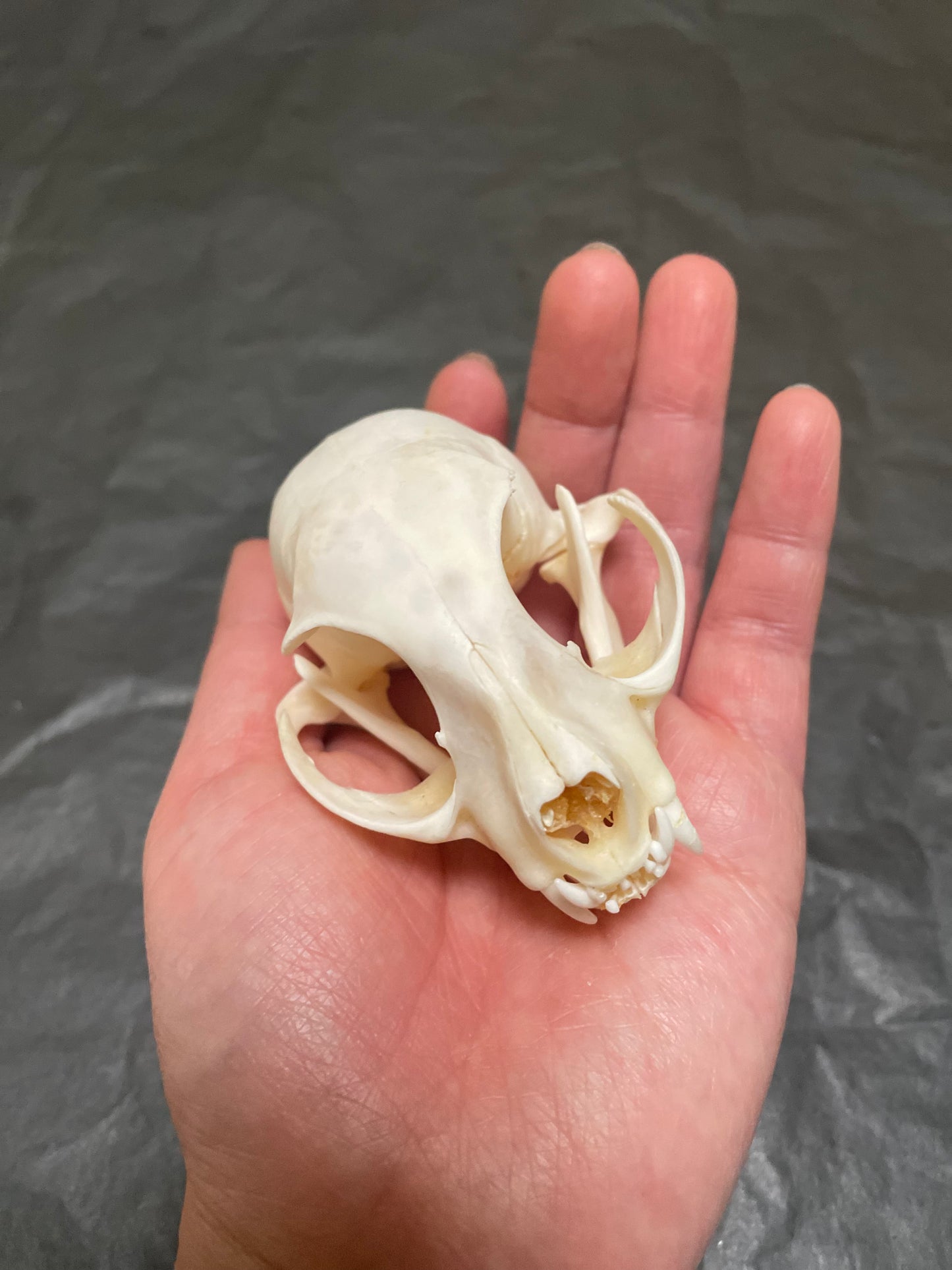 Cat skull