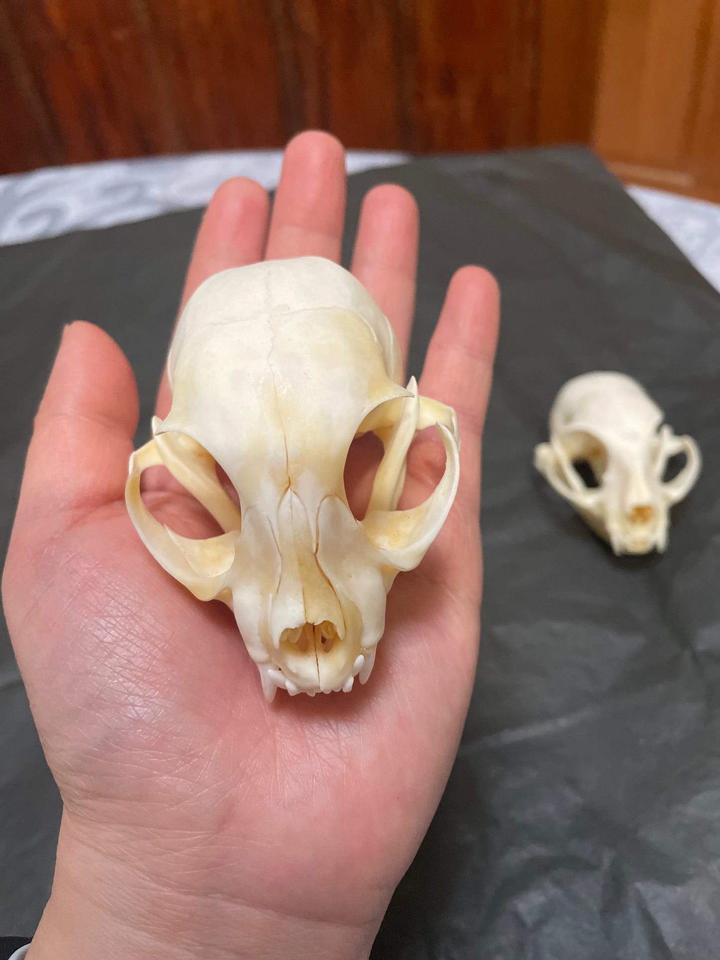 Cat skull