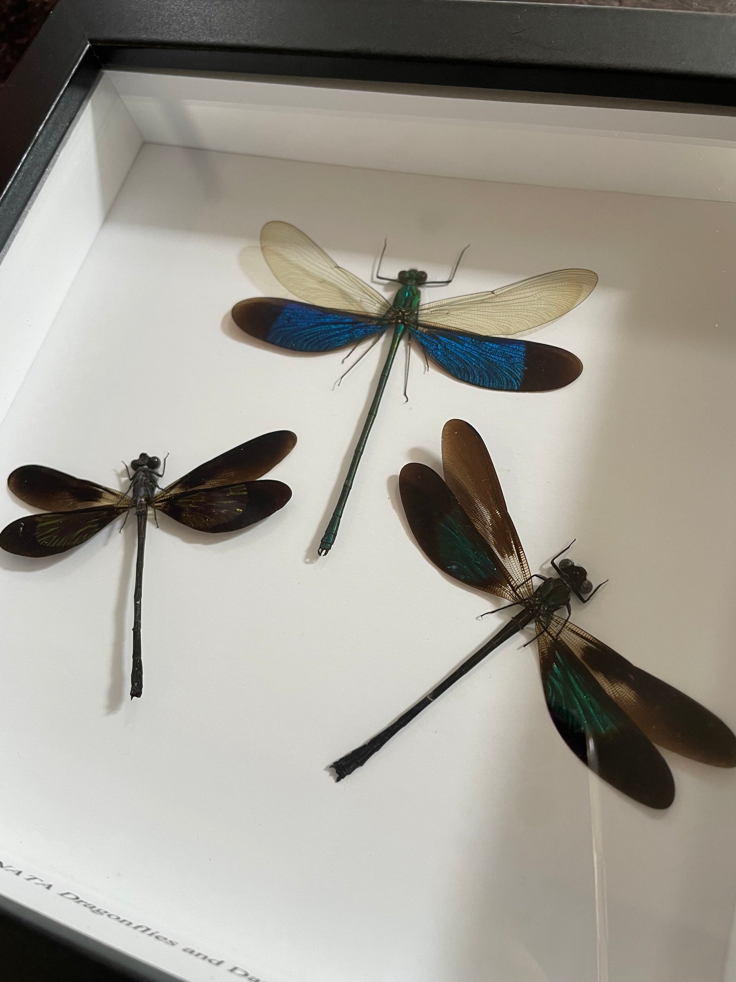Dragonfly/Damselflies
