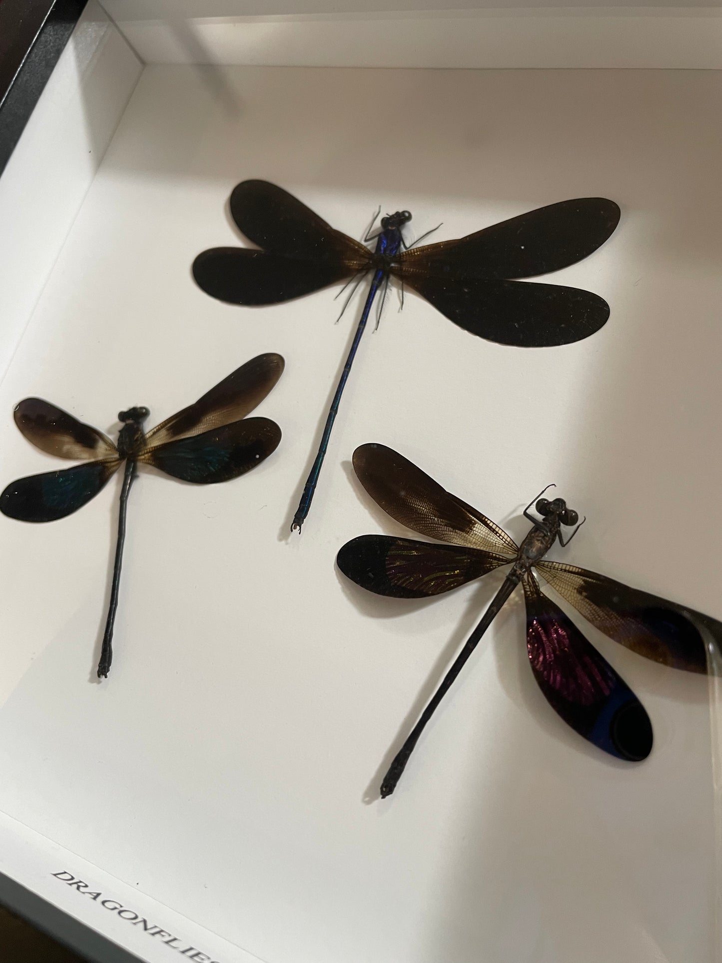 Dragonfly/Damselflies