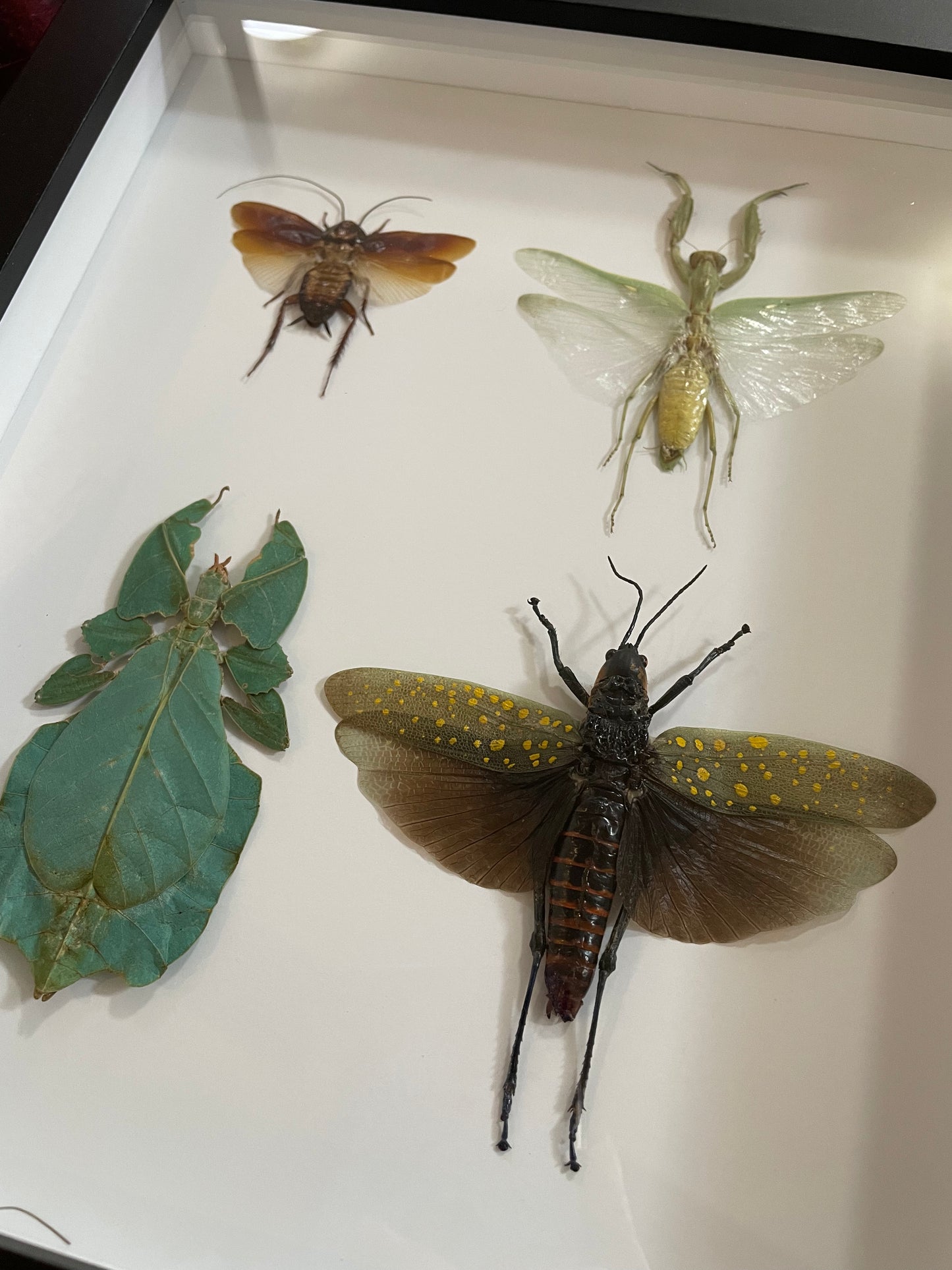 Mixed insects