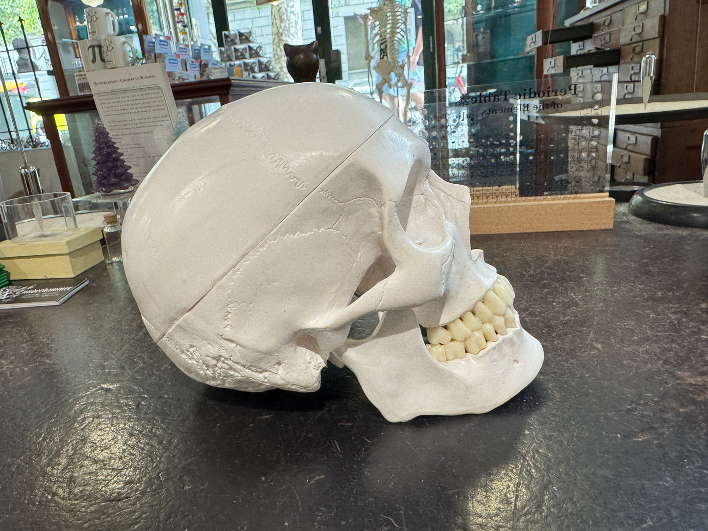 Replica Human Skull
