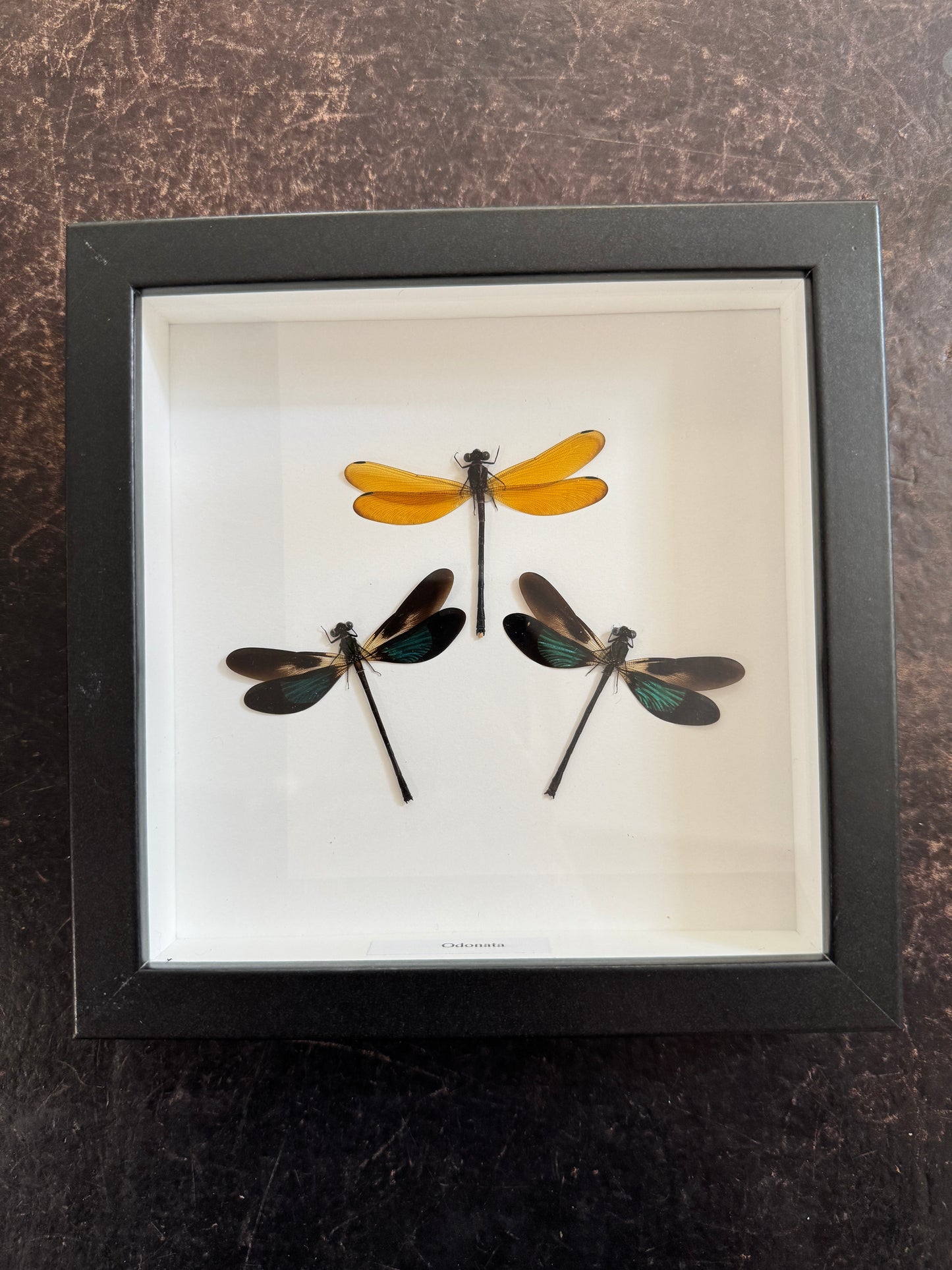 Dragonfly/Damselflies