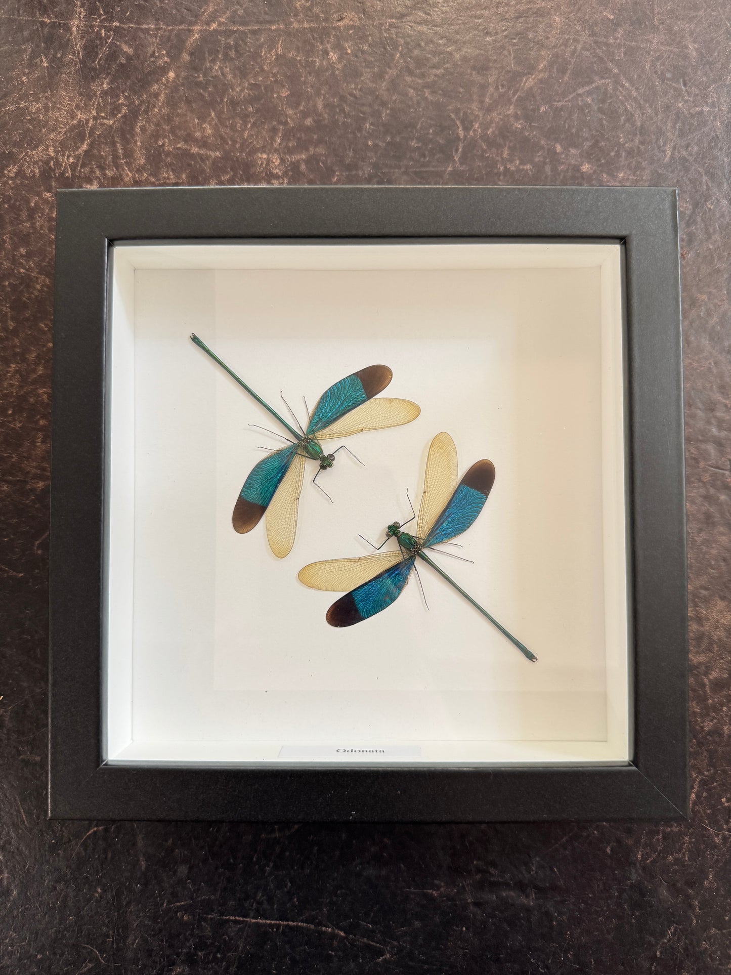 Dragonfly/Damselflies