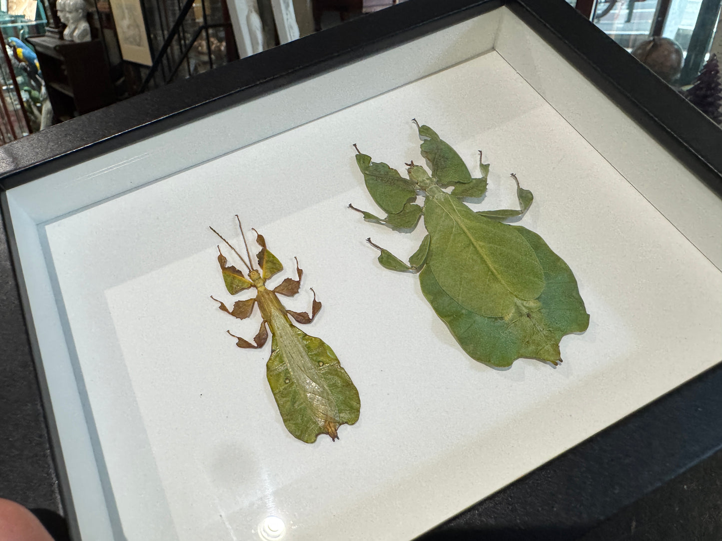 Pair of leaf insects