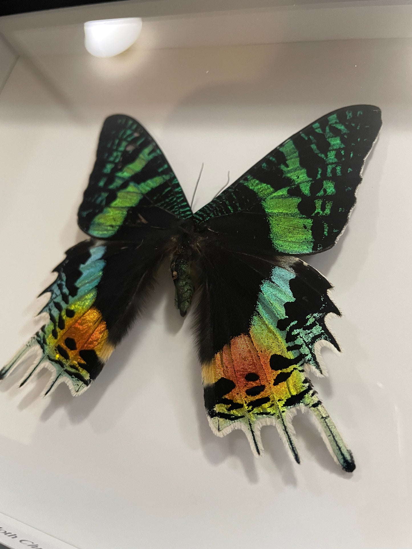 Sunset Moth, Madagascar