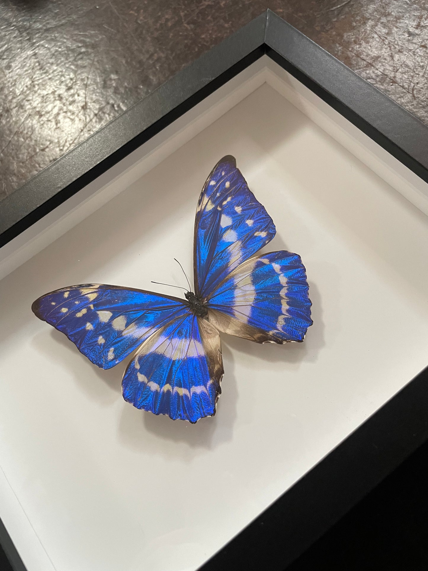 Blue Morpho cypris Columbia
