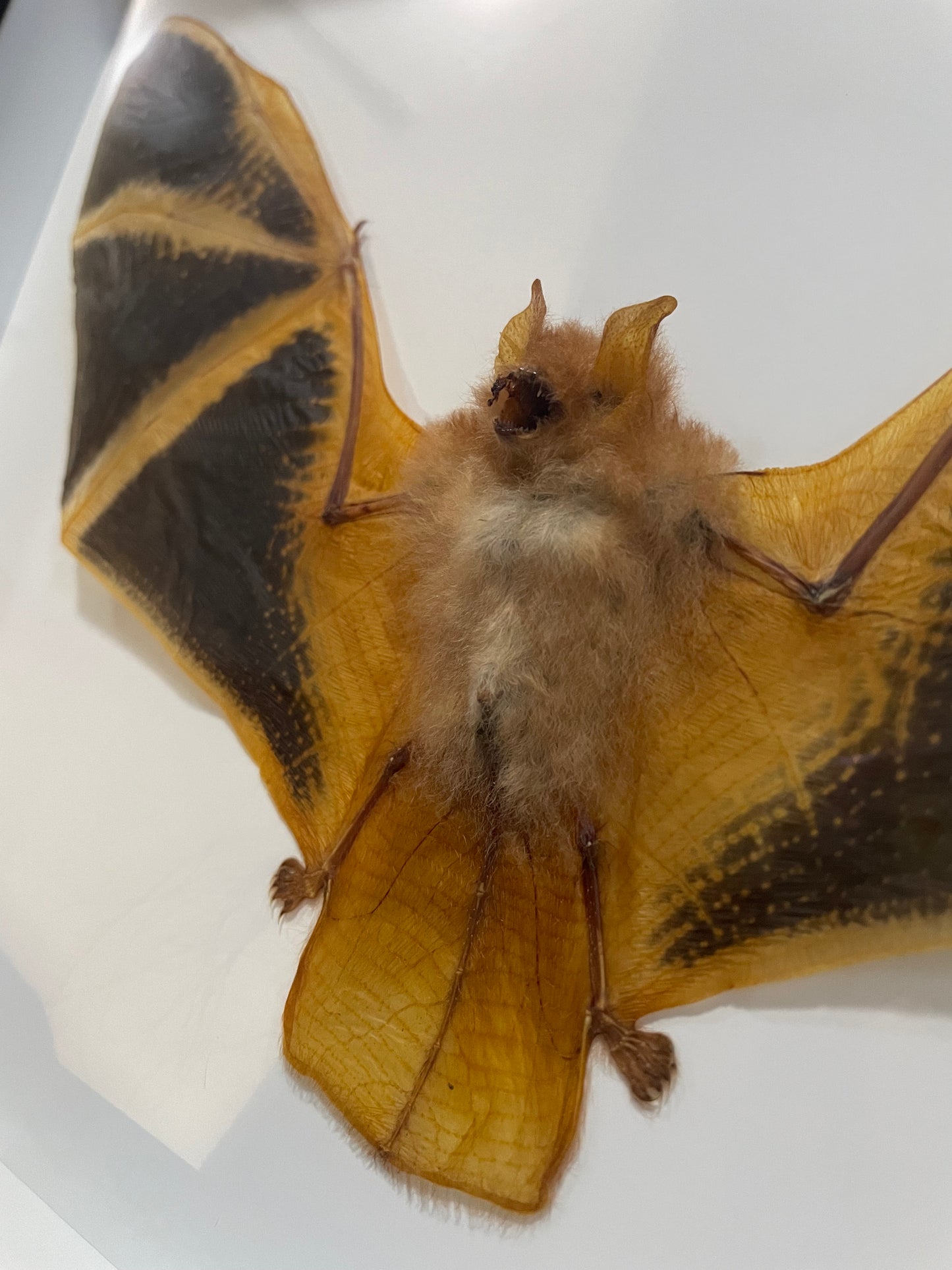 Phoenix bat