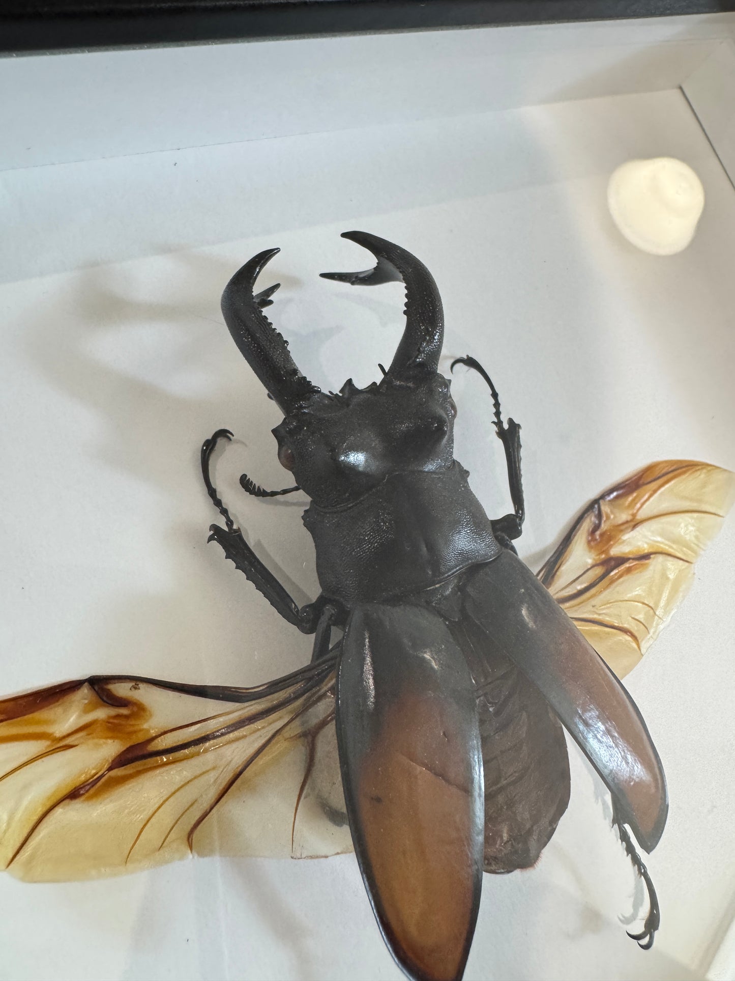 Giant stag beetle