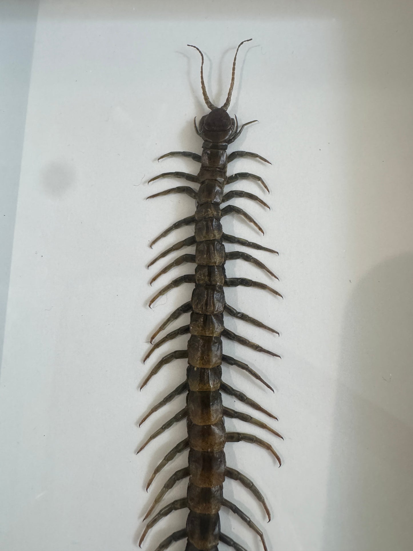 Giant centipede