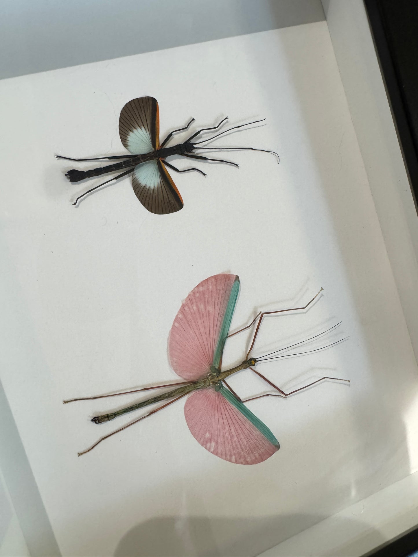 Rose Winged Stick Insect