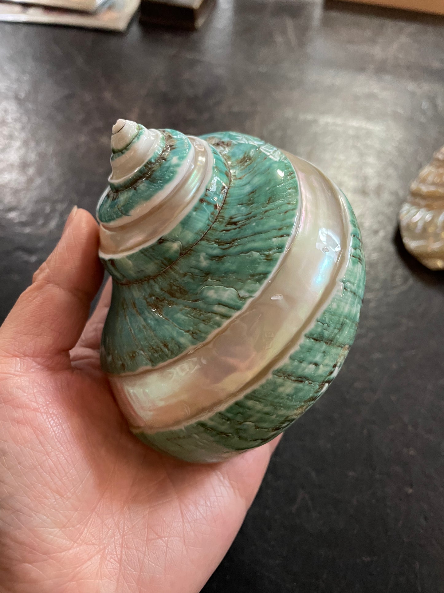 Polished Banded Green Jade Turbo Seashell