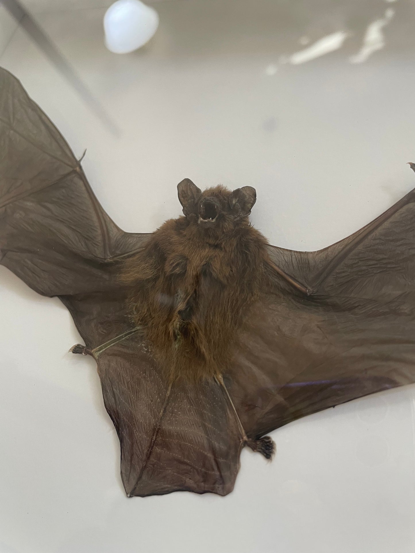 Mastiff Bat in frame