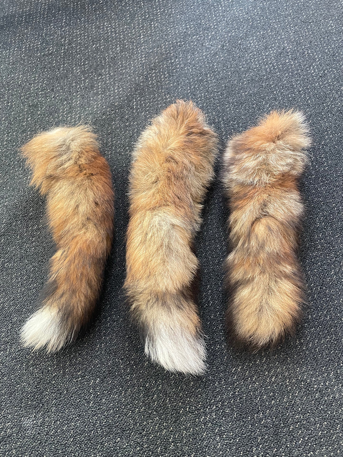 Fox tail