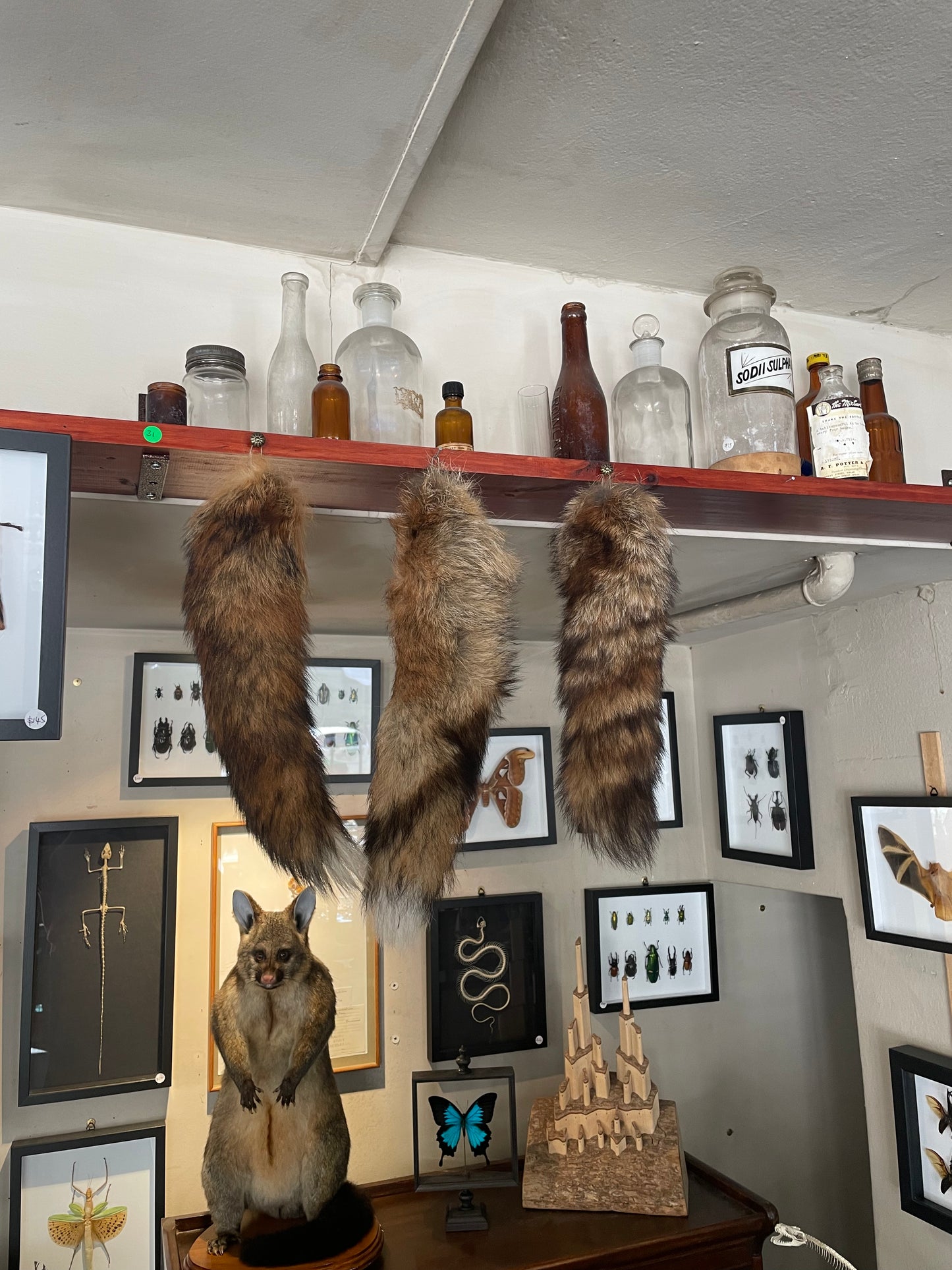 Fox tail