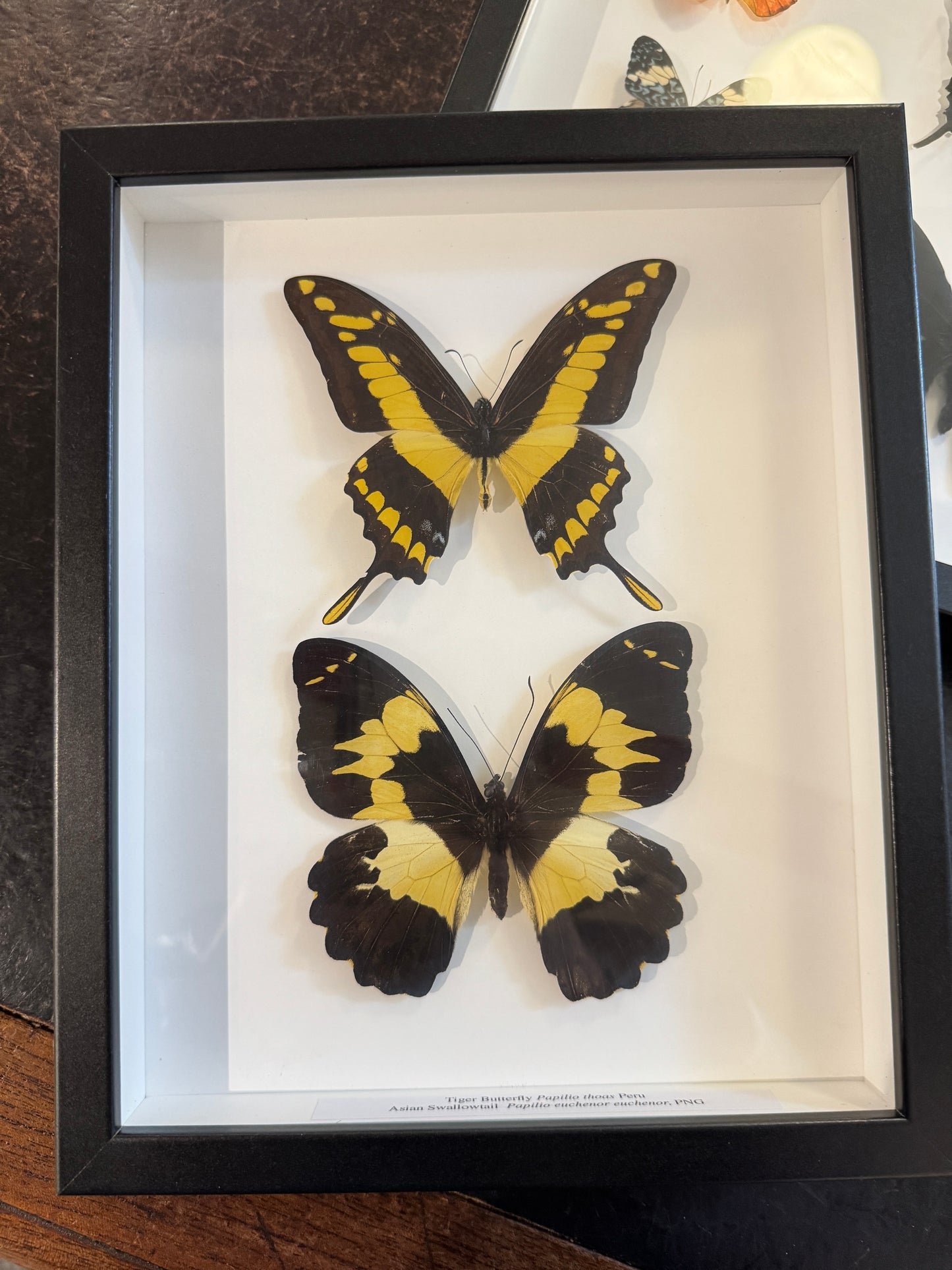 Double butterflies