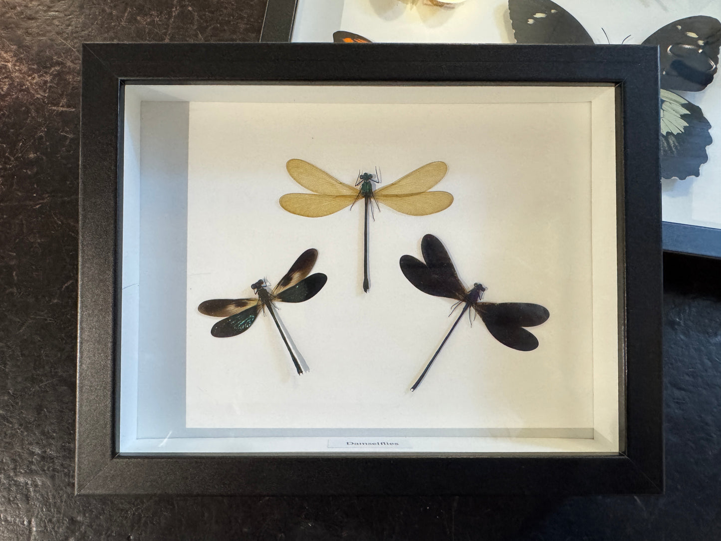 Dragonfly/Damselflies