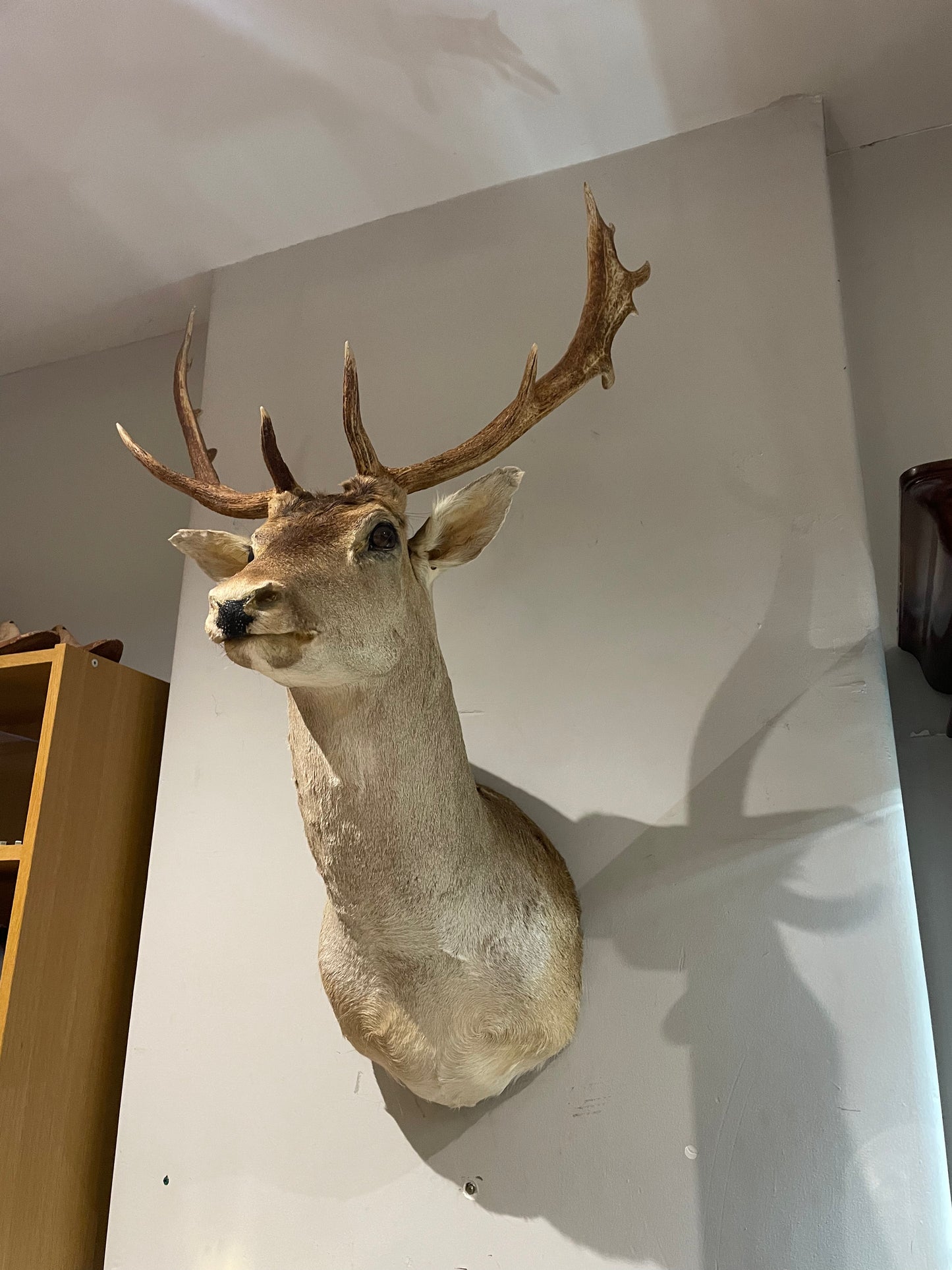 Taxidermy Deer Heads